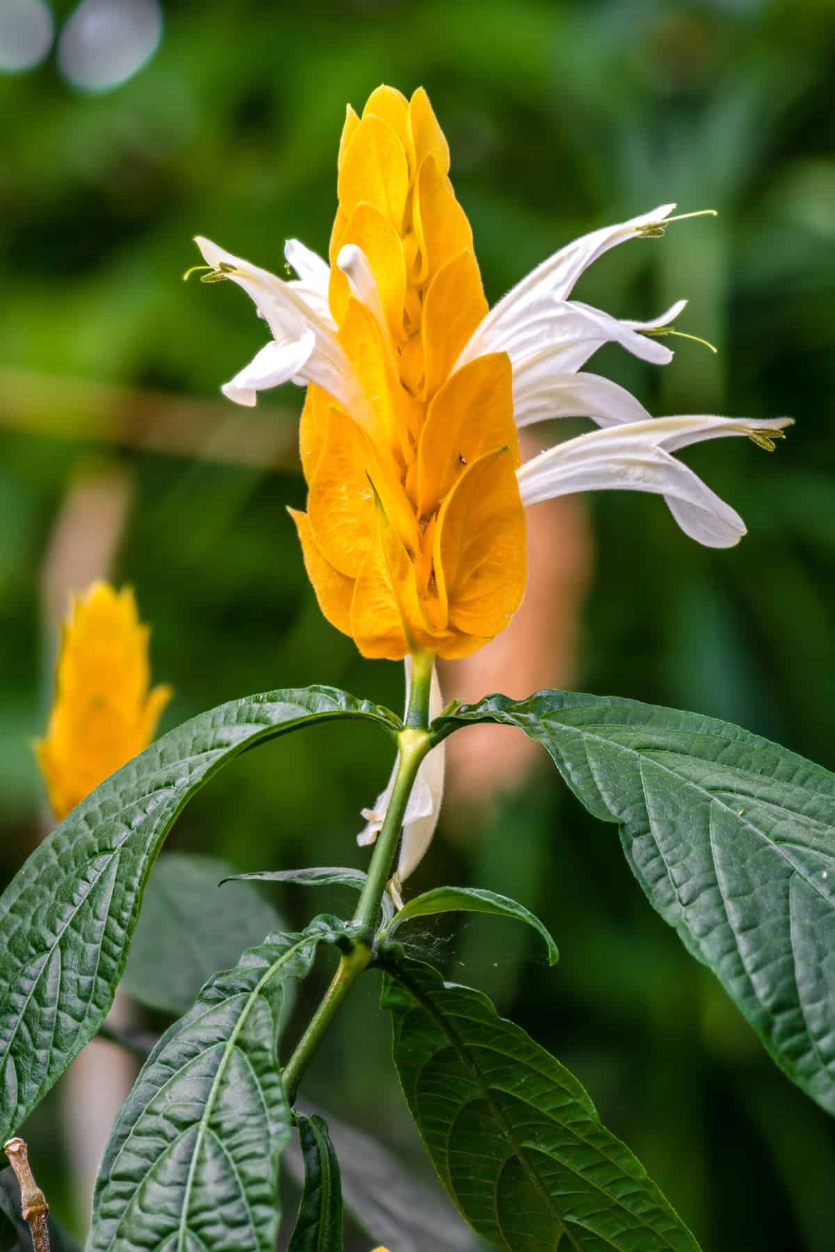 Shrimp Plant (Justicia Brandegeeana)