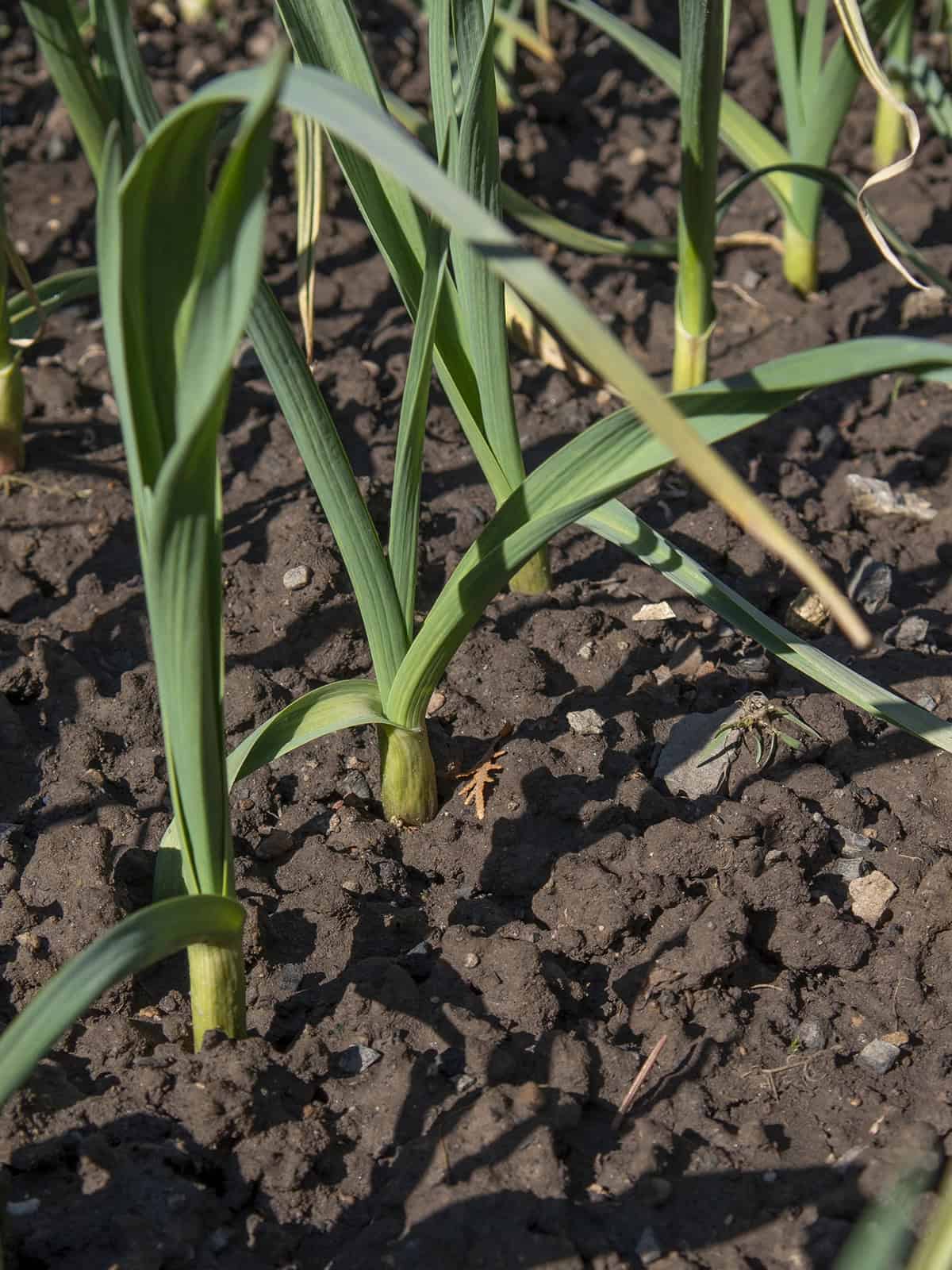 Signs Your Garlic Is Ready