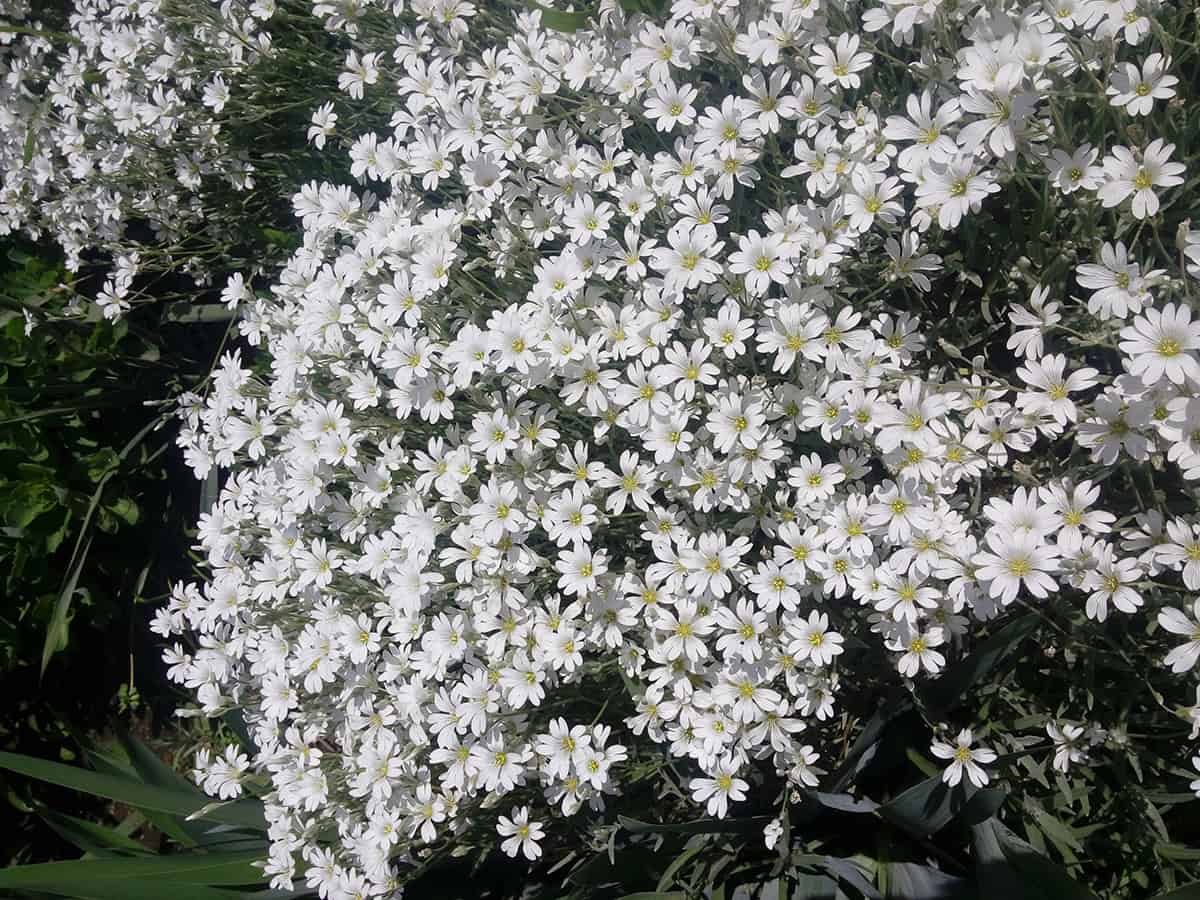 Snow In Summer (Cerastium tomentosum)