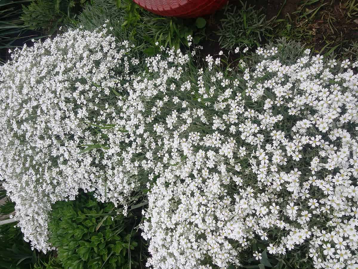 Snow in Summer (Cerastium tomentosum)
