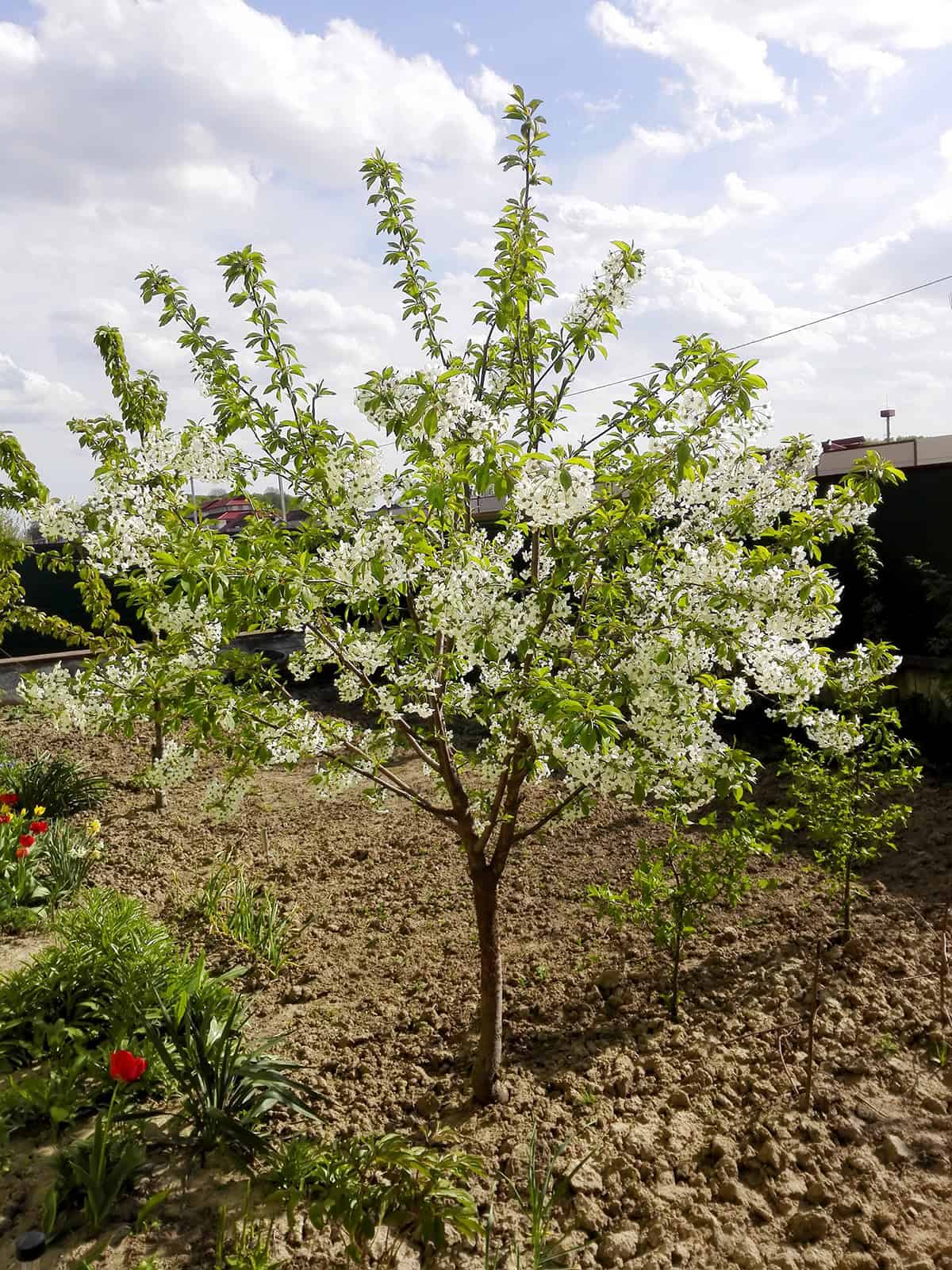 Soil Cherry Trees