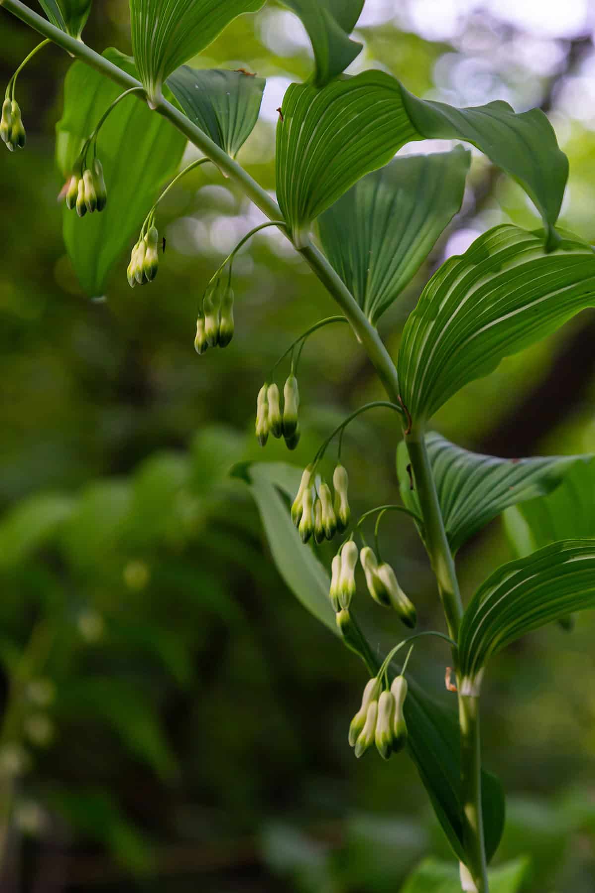 Solomon’s Seal (Polygonatum)