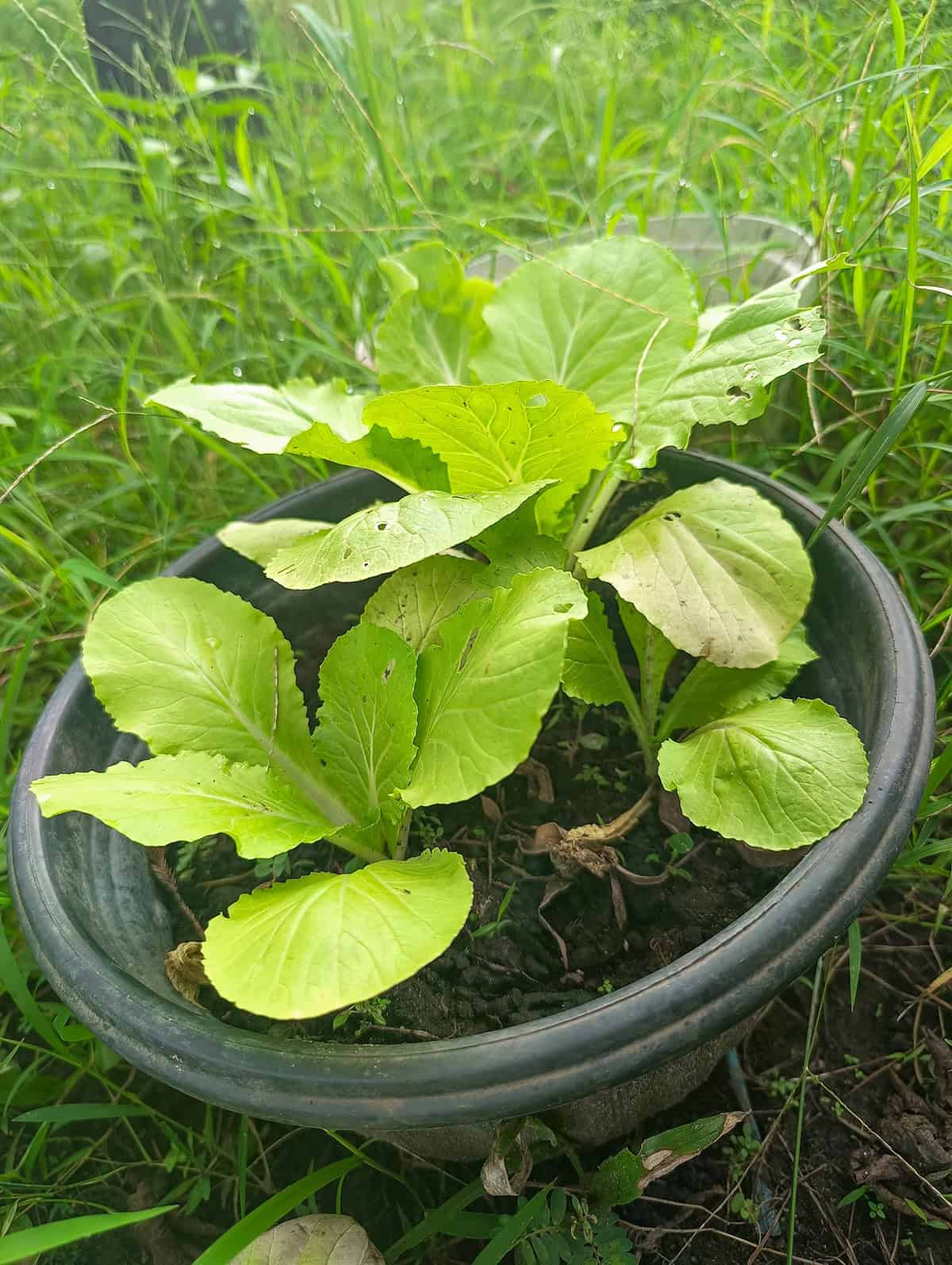 Spinach