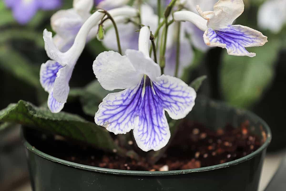 Streptocarpus (Cape Primrose)