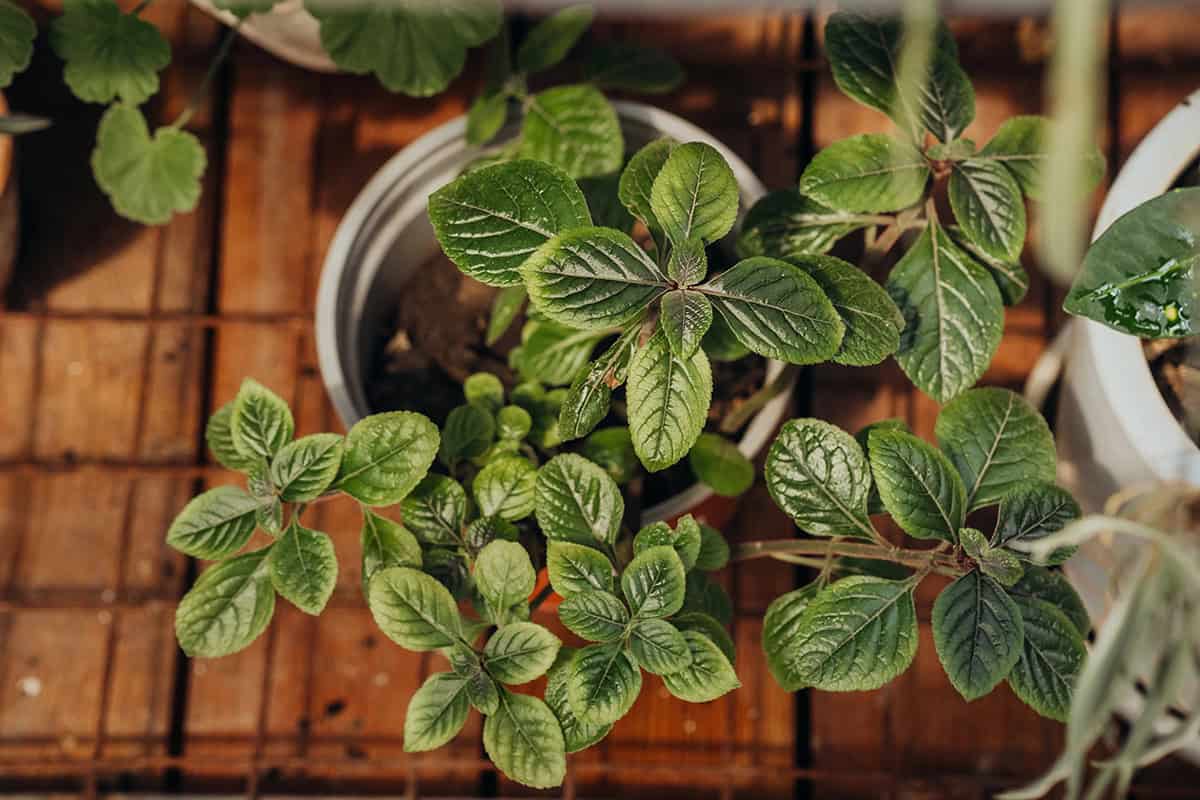 Swedish Ivy (Plectranthus verticillatus)