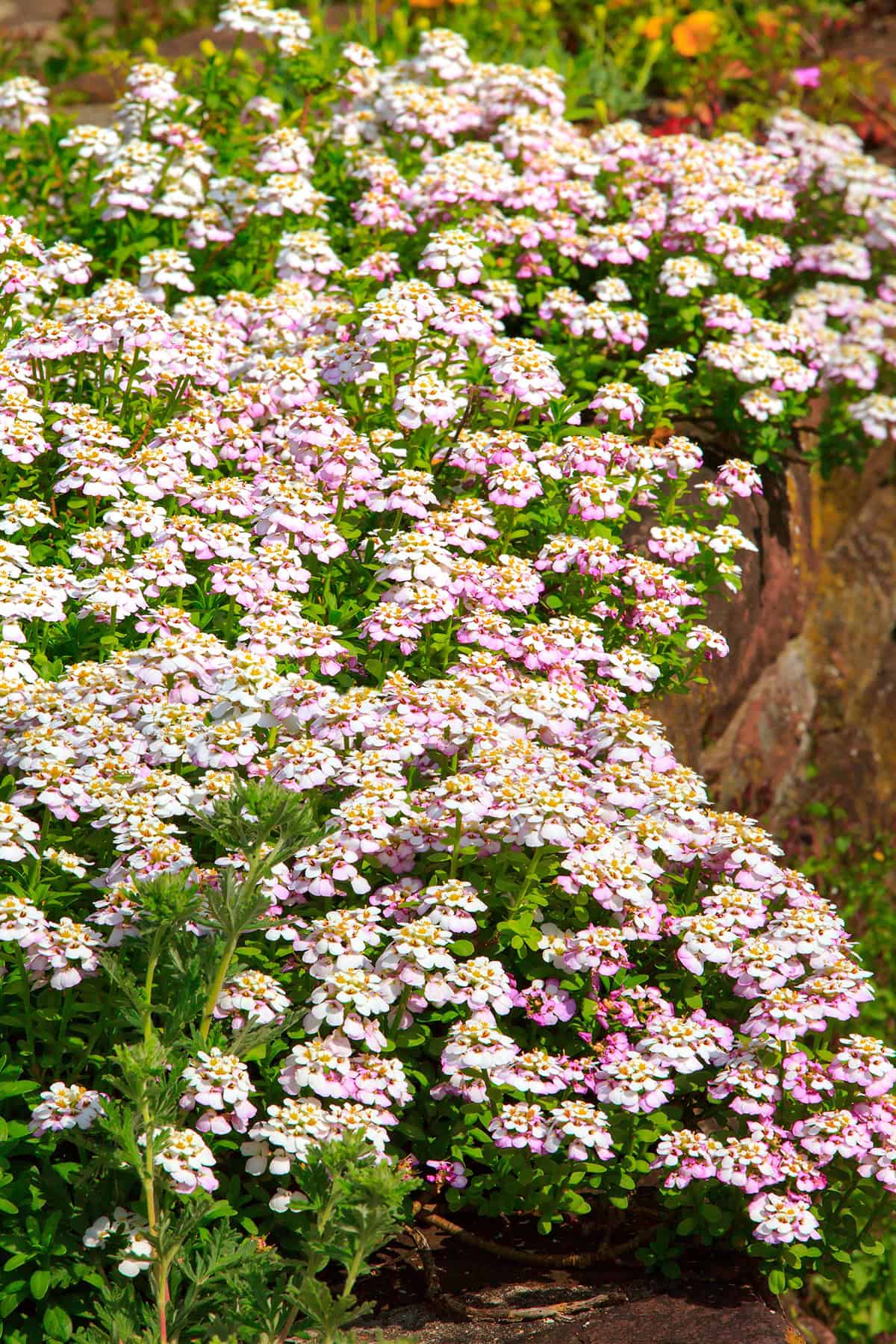 Sweet Alyssum (Lobularia maritima)
