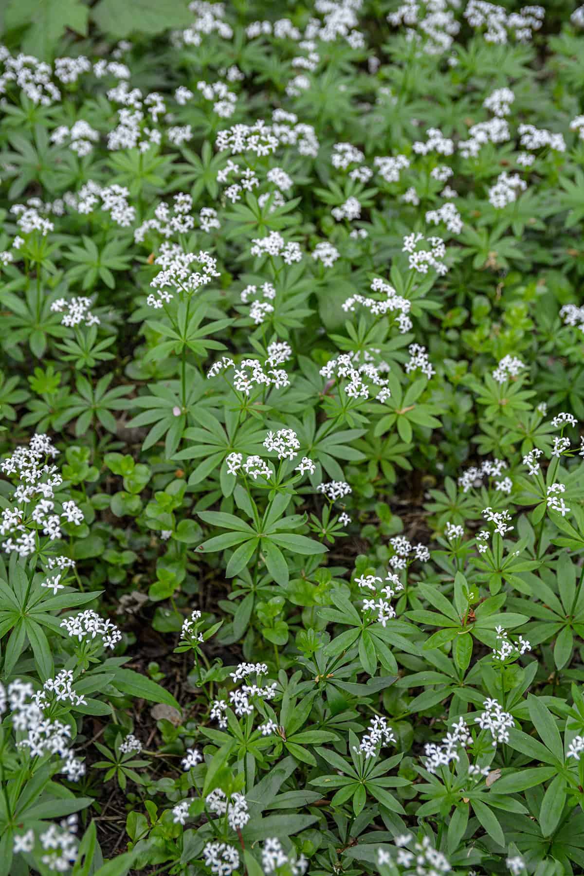 Sweet Woodruff (Galium odoratum)