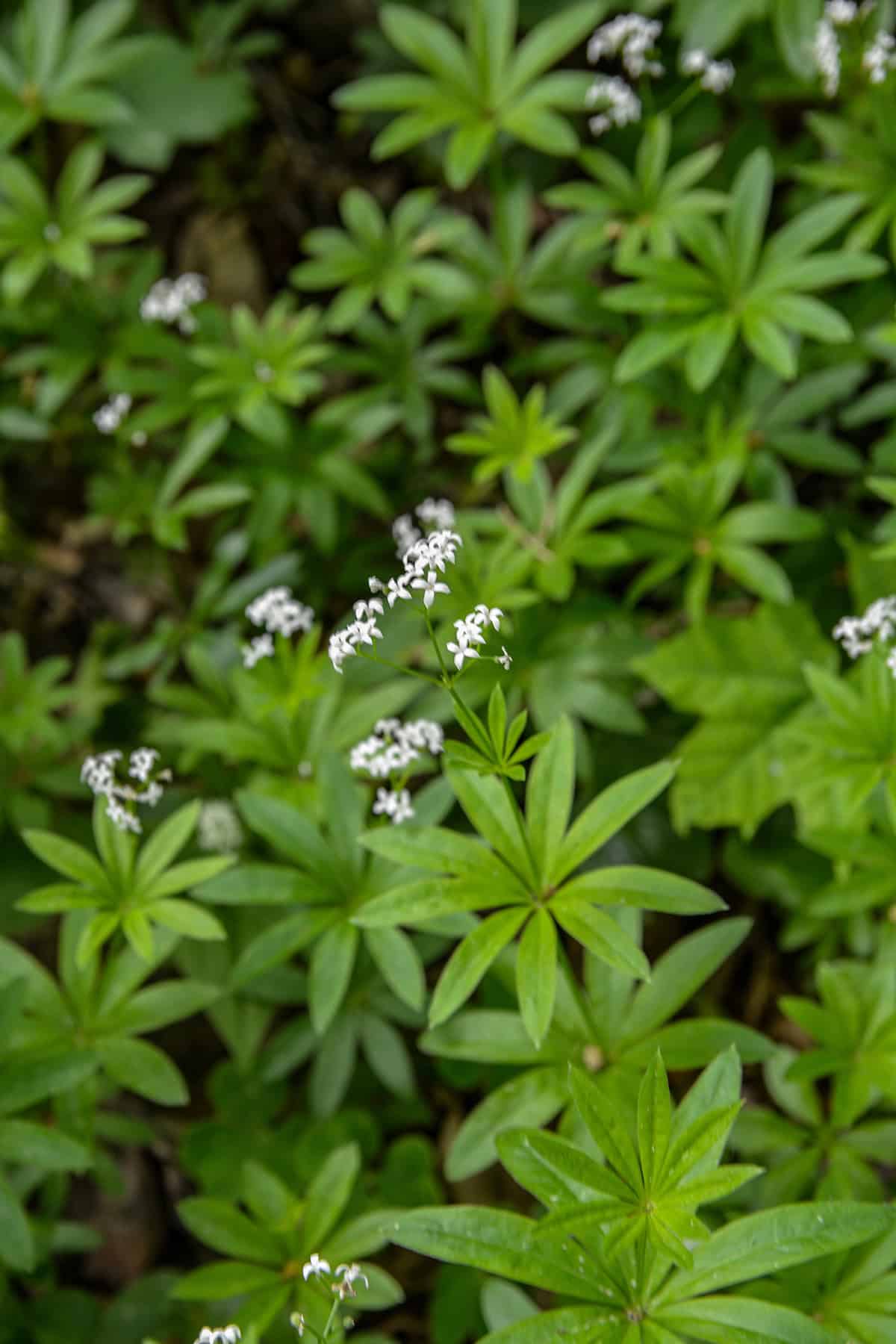 Sweet Woodruff (Galium odoratum)