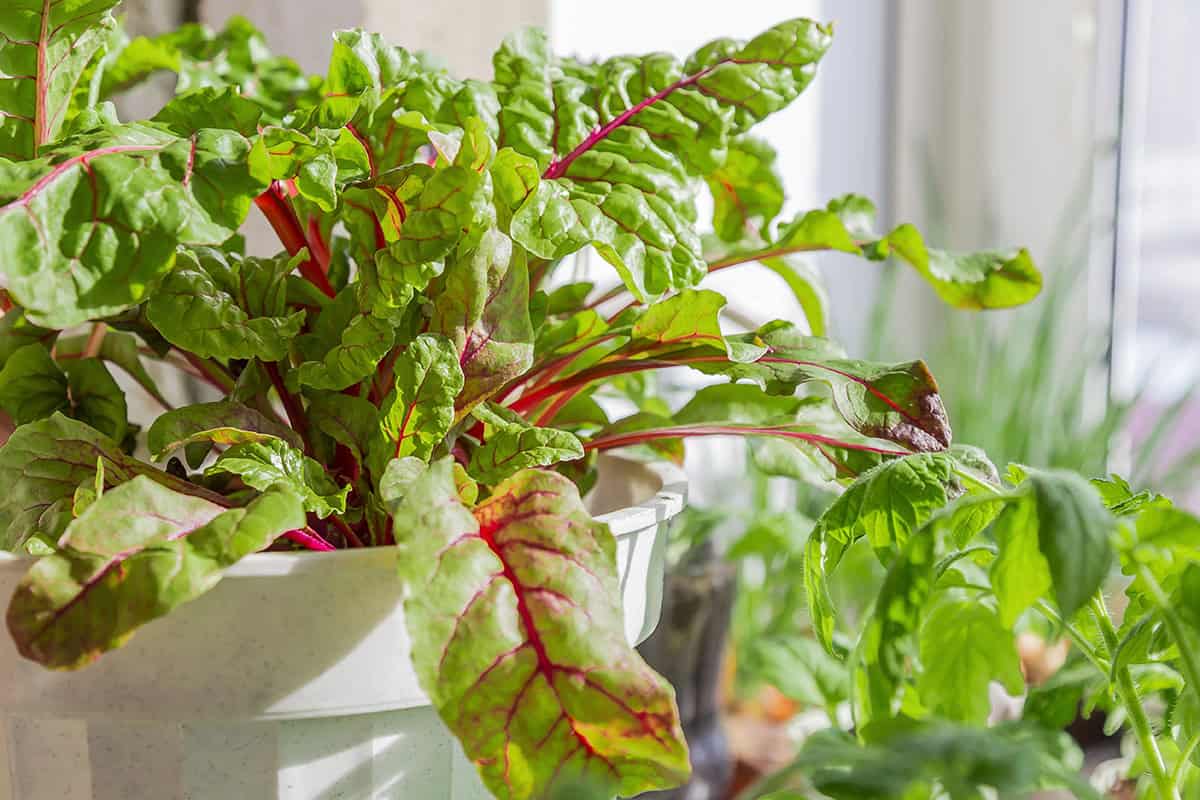 Swiss Chard