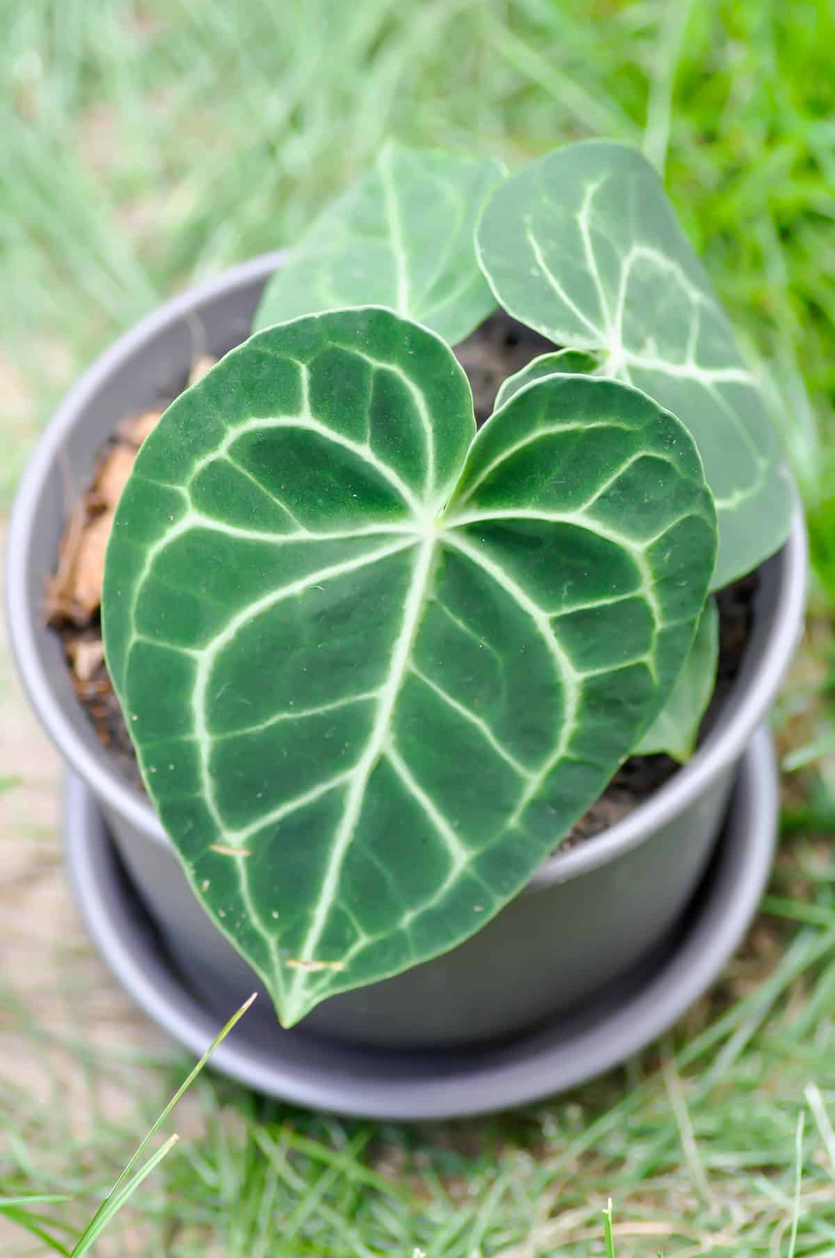 Temperature & Humidity For Anthurium Clarinervium