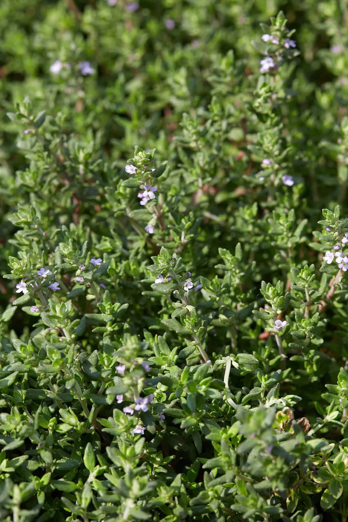 Thyme