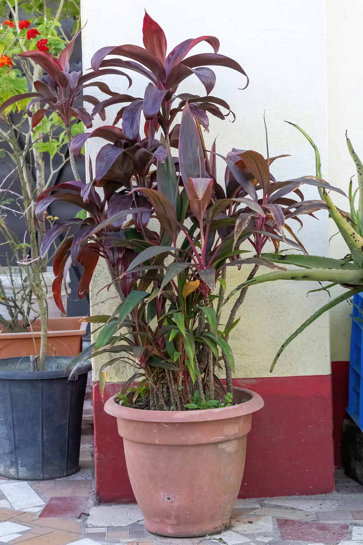 Ti Plant (Cordyline fruticosa)