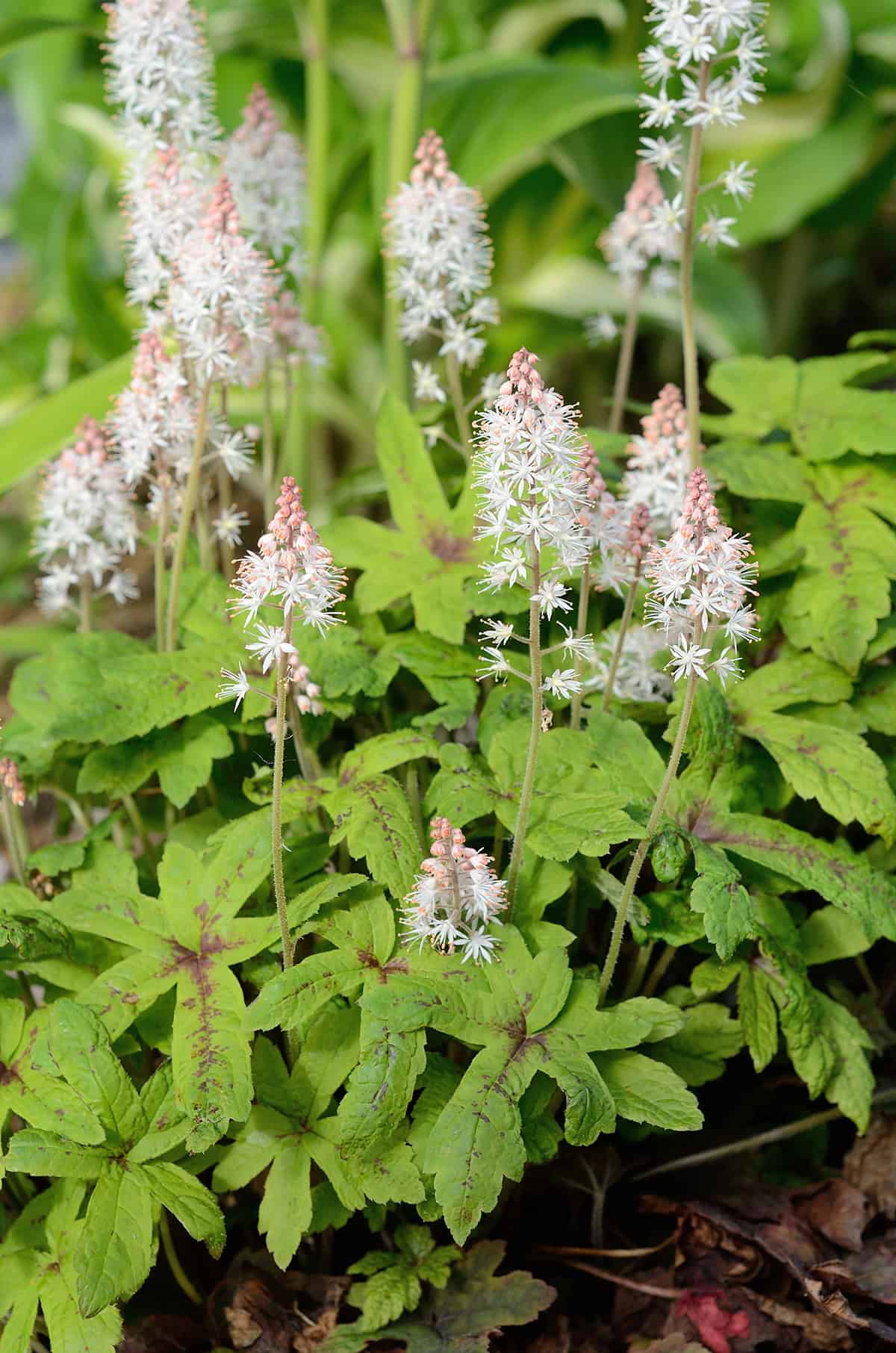 Tiarella (Foamflower)