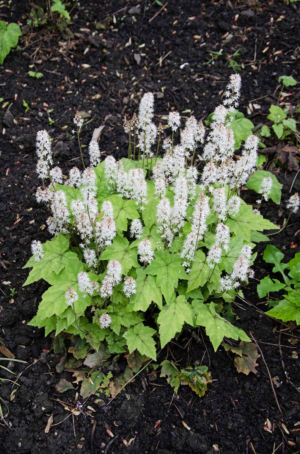 Tiarella (Foamflower)_1