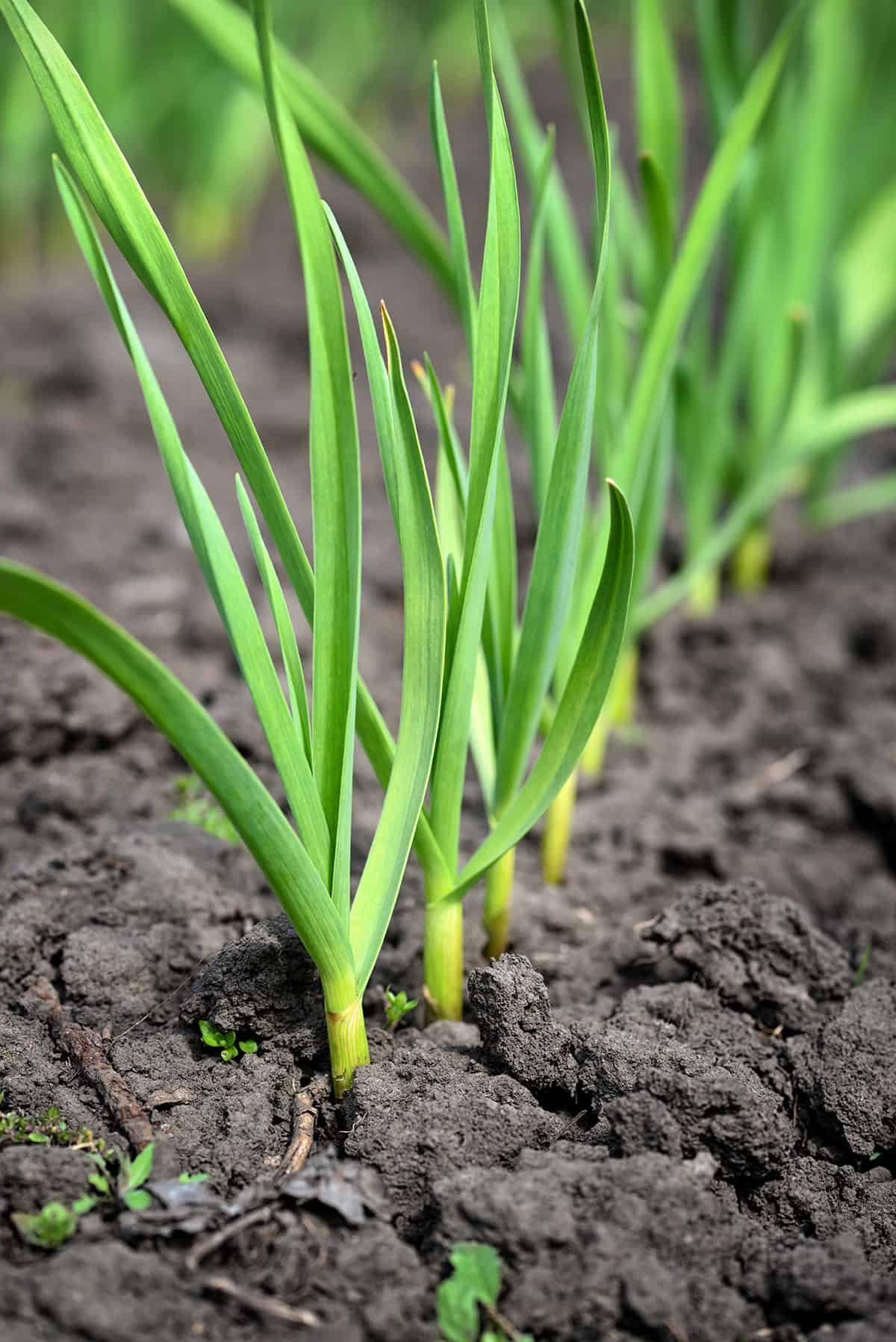 Top Garlic Varieties for Beginners