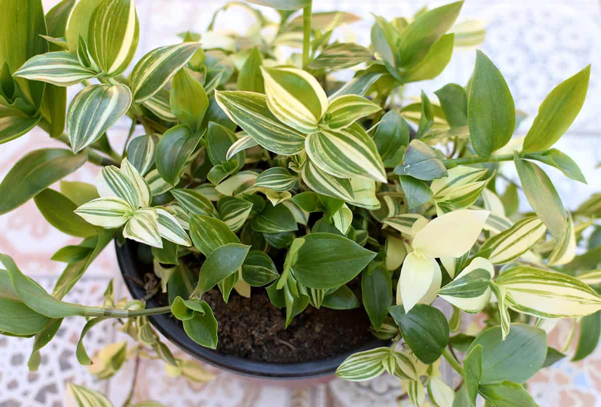 Tradescantia fluminensis