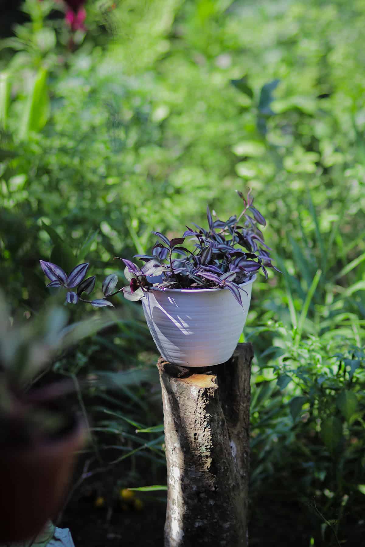 Tradescantia zebrina