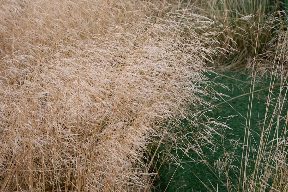 Tufted Hair Grass