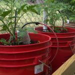 Vegetables & Herbs You Can Grow in 5 Gallon Buckets