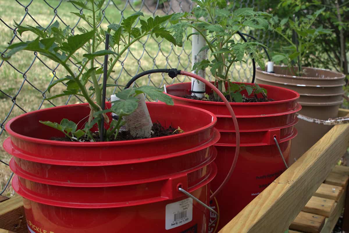 Vegetables & Herbs You Can Grow in 5 Gallon Buckets