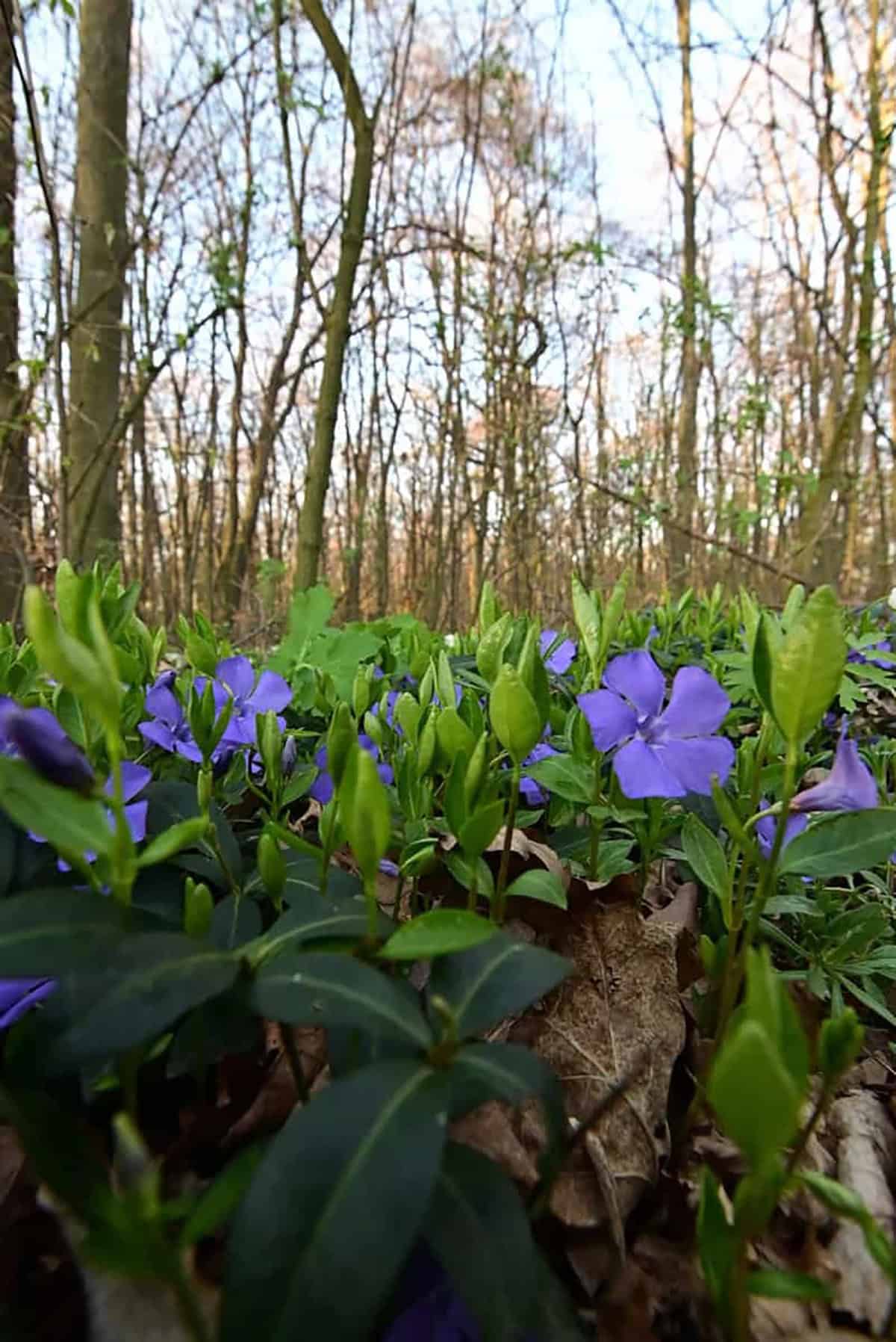 Vinca Minor Periwinkle