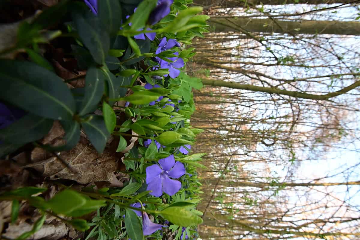 Vinca Minor (Periwinkle)