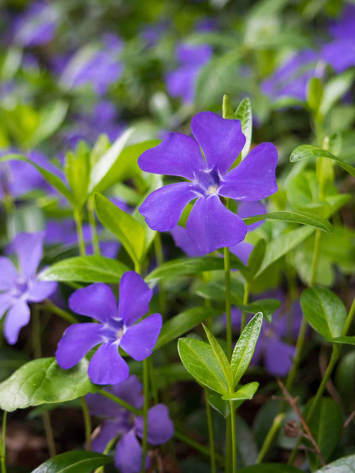 Vinca Minor (Periwinkle)_1