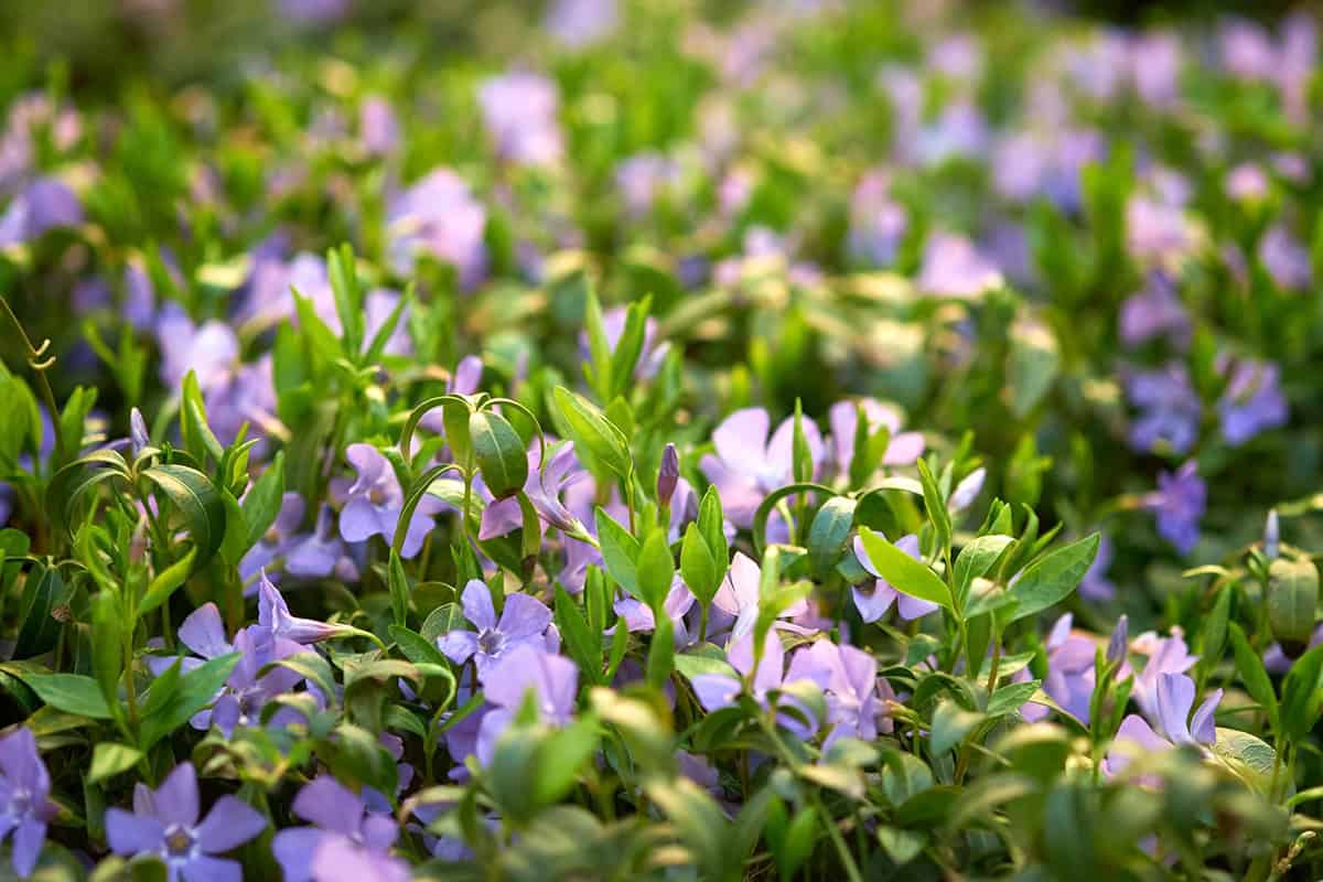 Vinca Minor _ Periwinkle (Vinca minor)