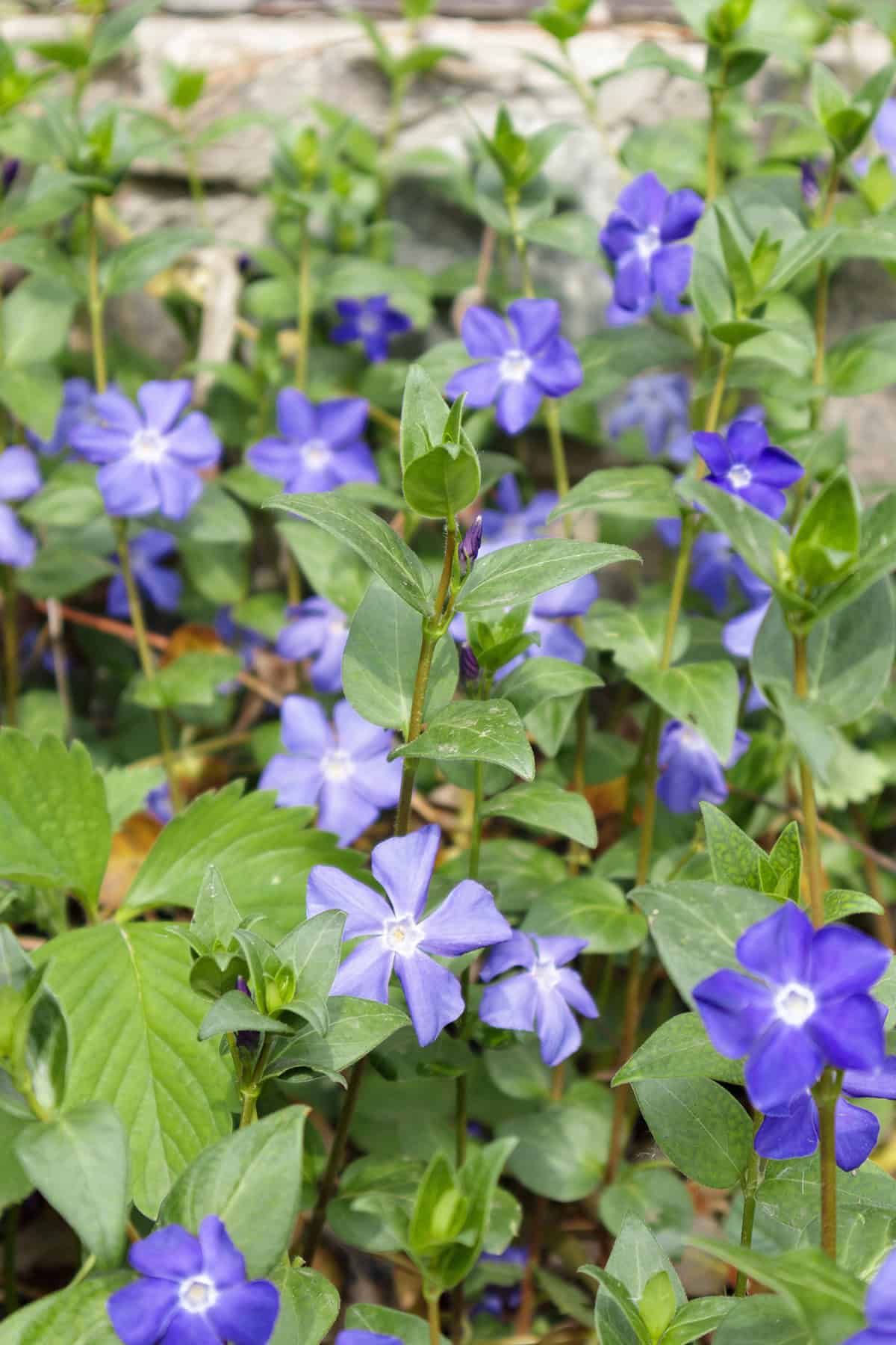 Vinca minor (Periwinkle)