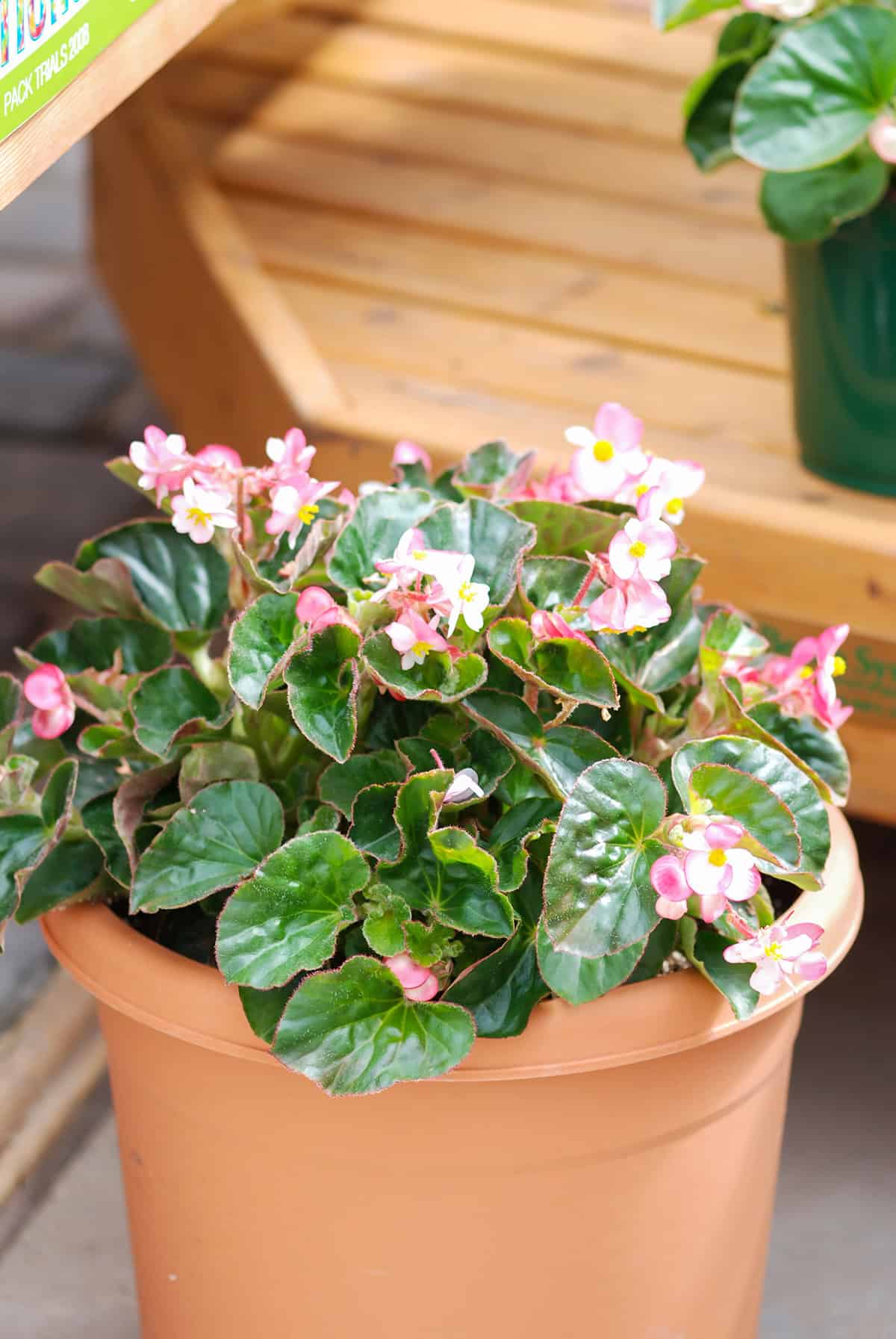 Wax Begonia