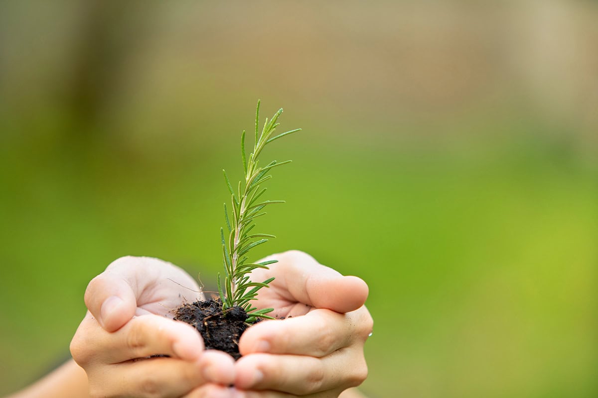 When To Transplant Rosemary Outdoors