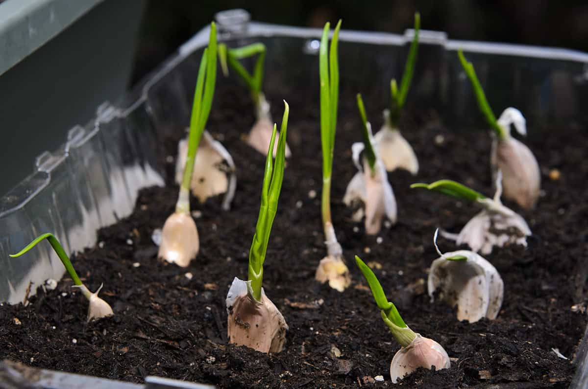 When to Plant Garlic