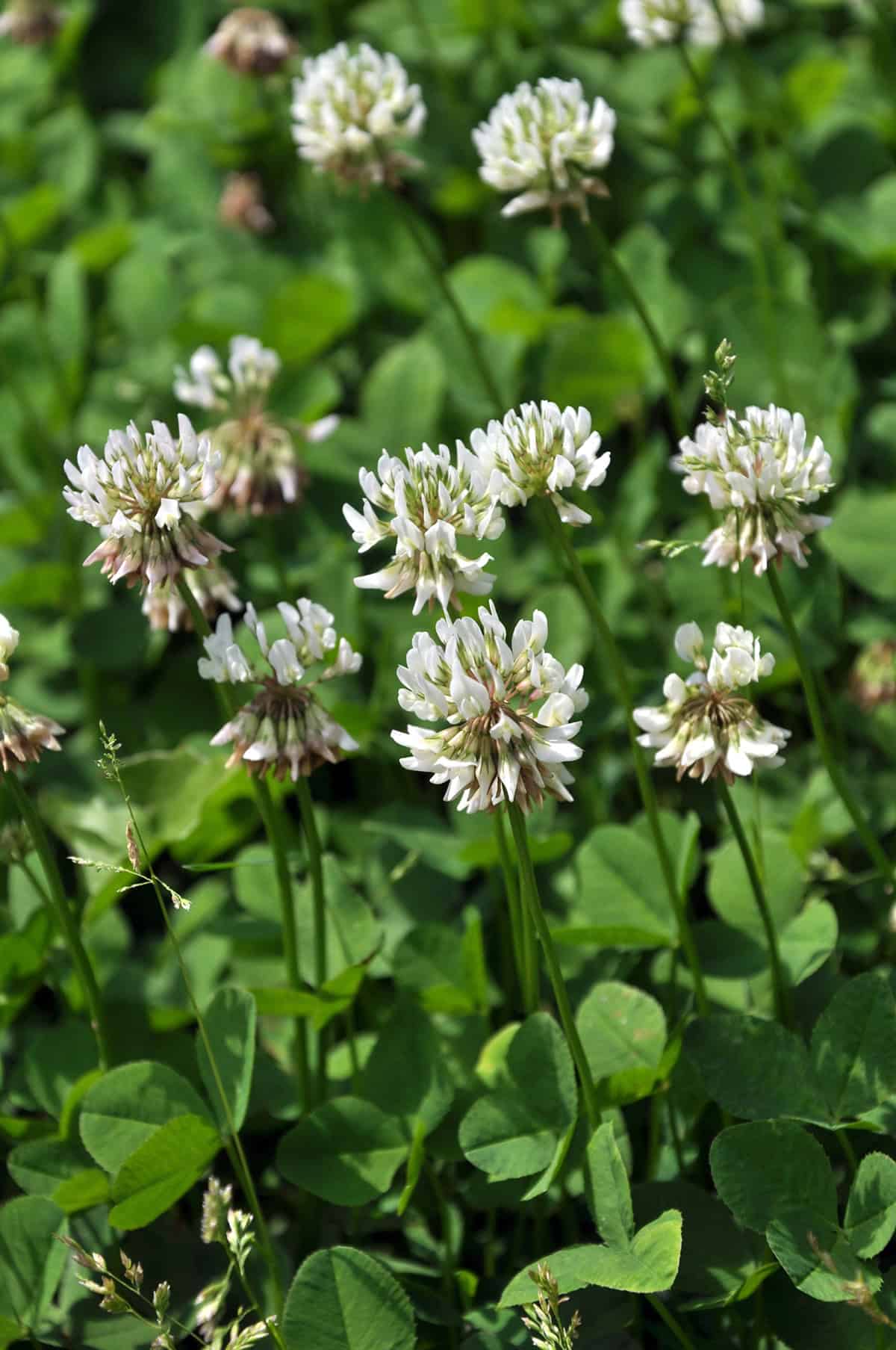 White Clover (Trifolium repens)