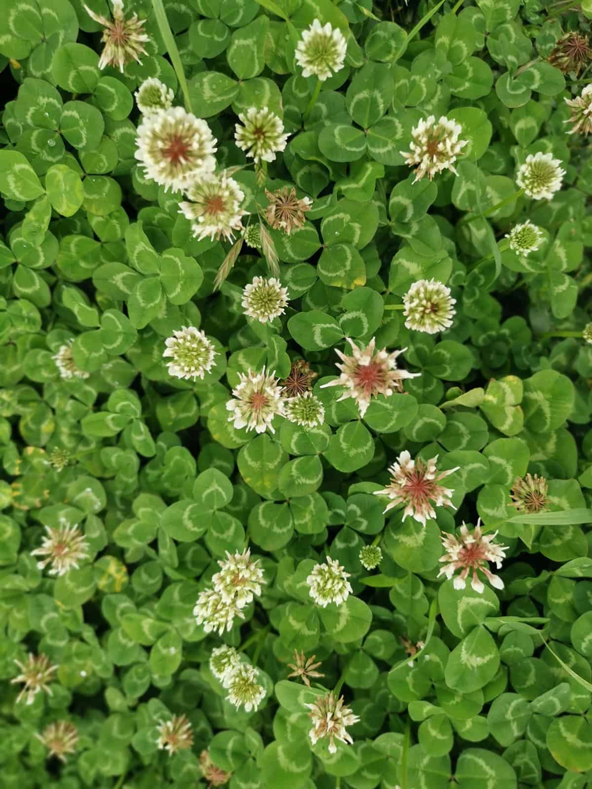White Clover (Trifolium repens)