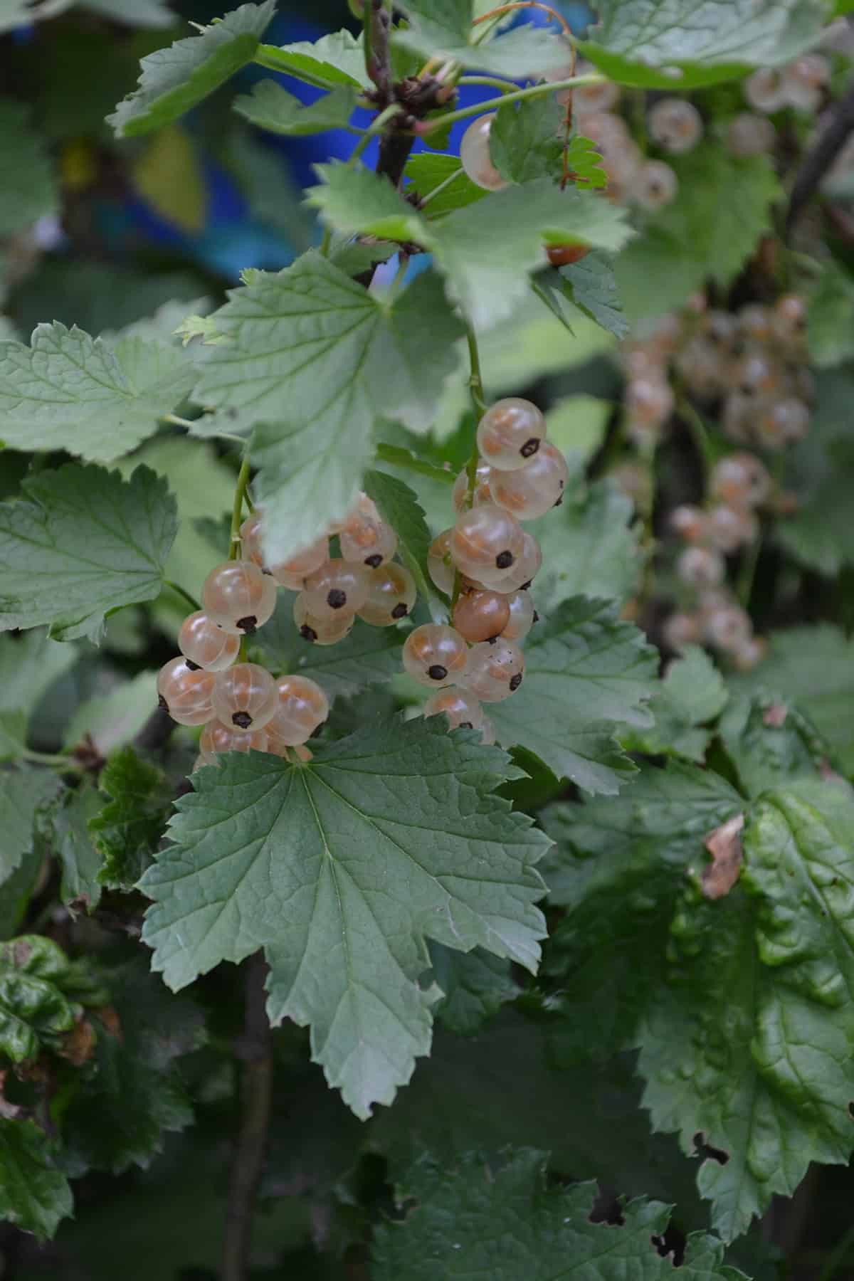 White Currants (Ribes rubrum)