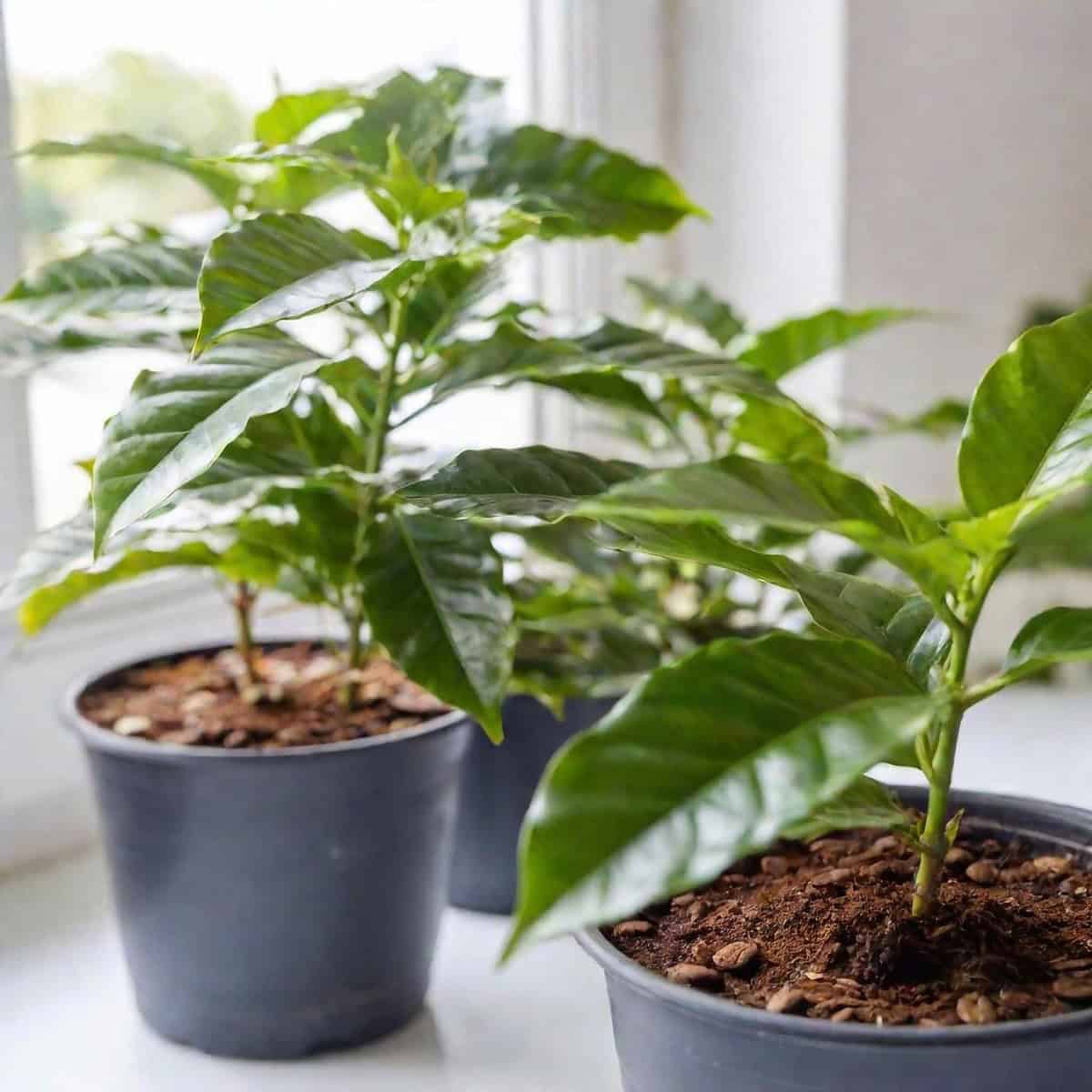 Why Grow Coffee At Home