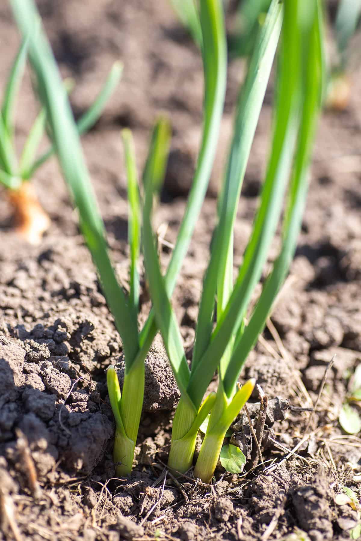 Why Grow Your Own Garlic_