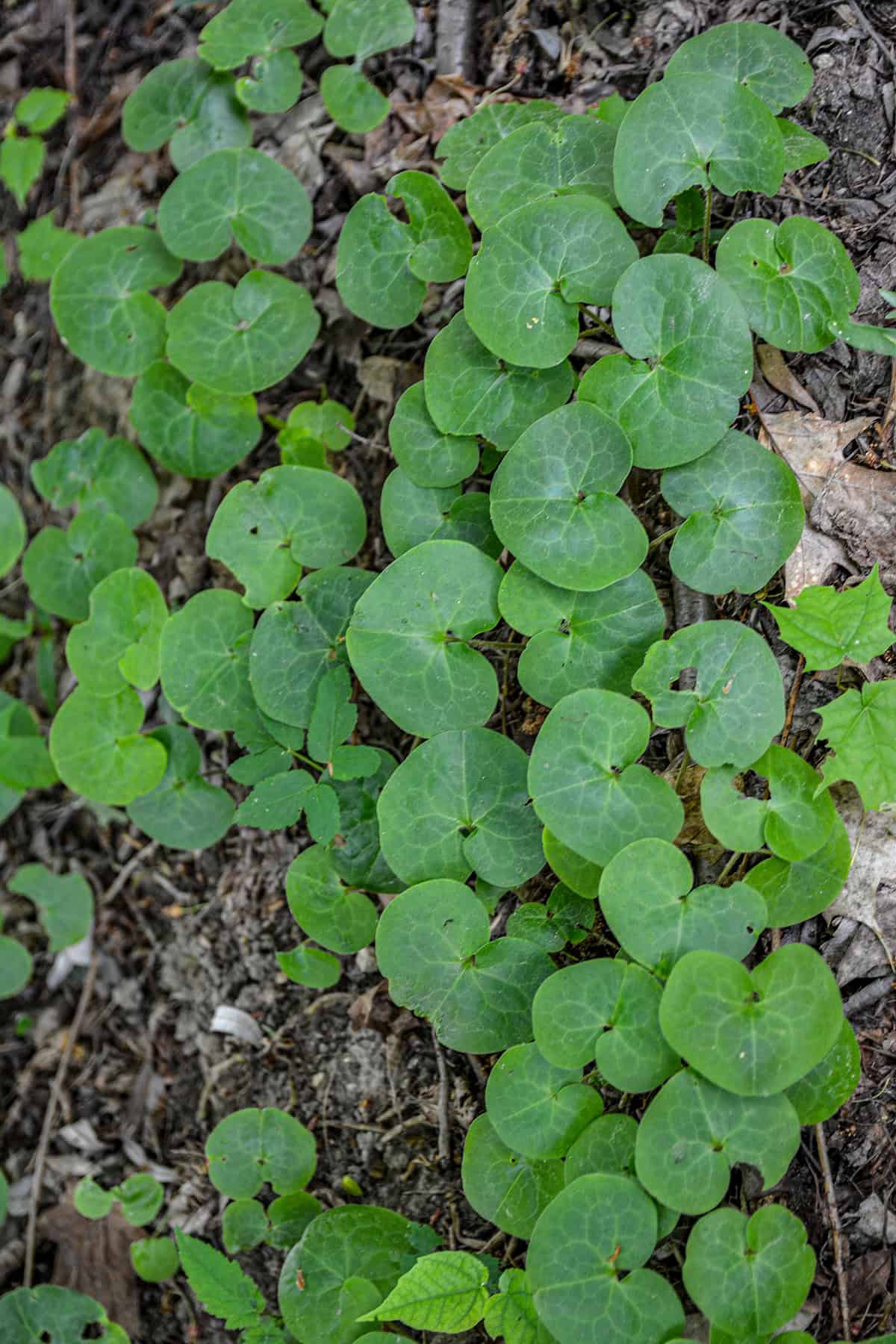 Wild Ginger (Asarum canadense)