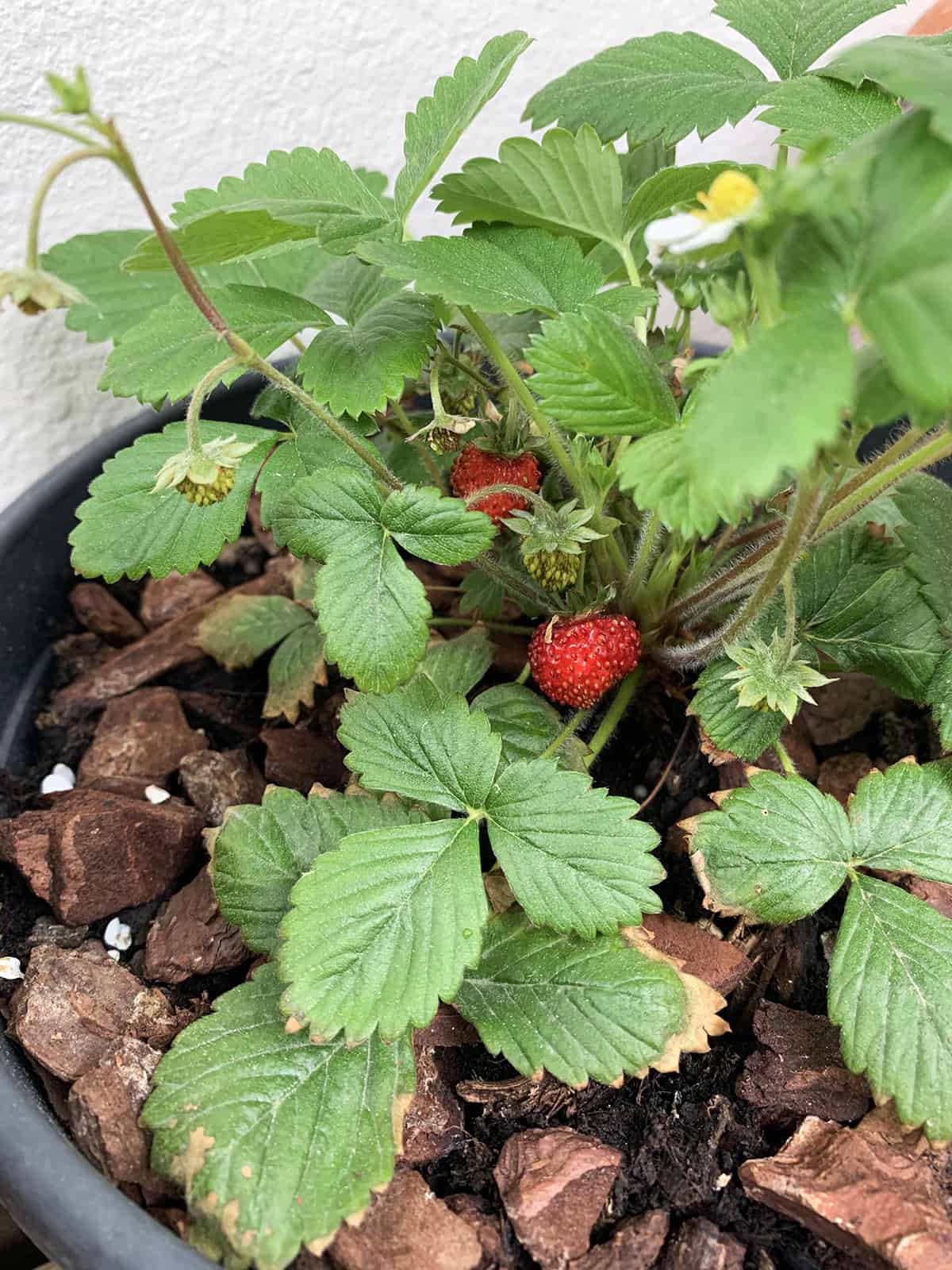 Wild Strawberries (Fragaria virginiana)