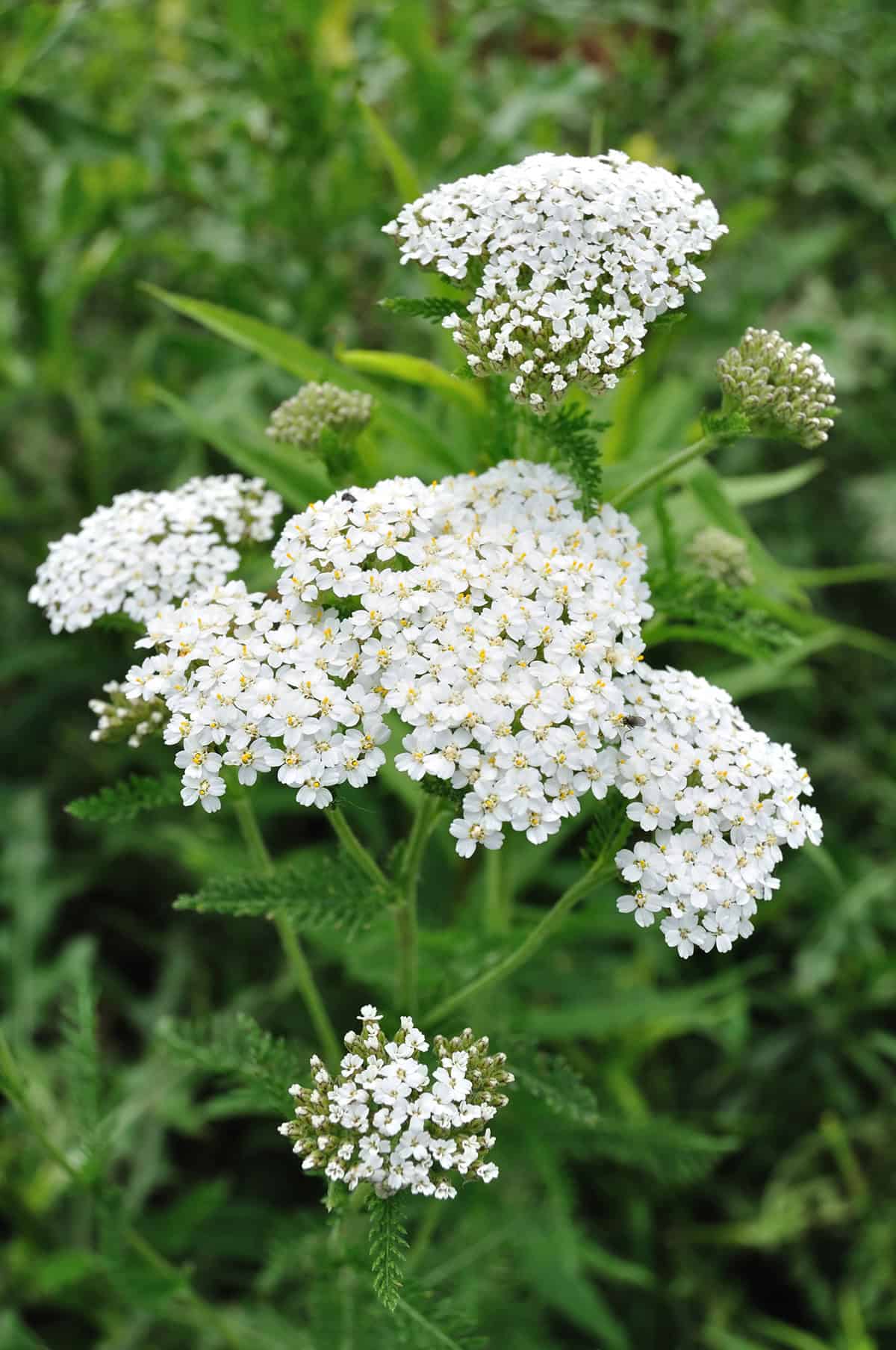 Yarrow