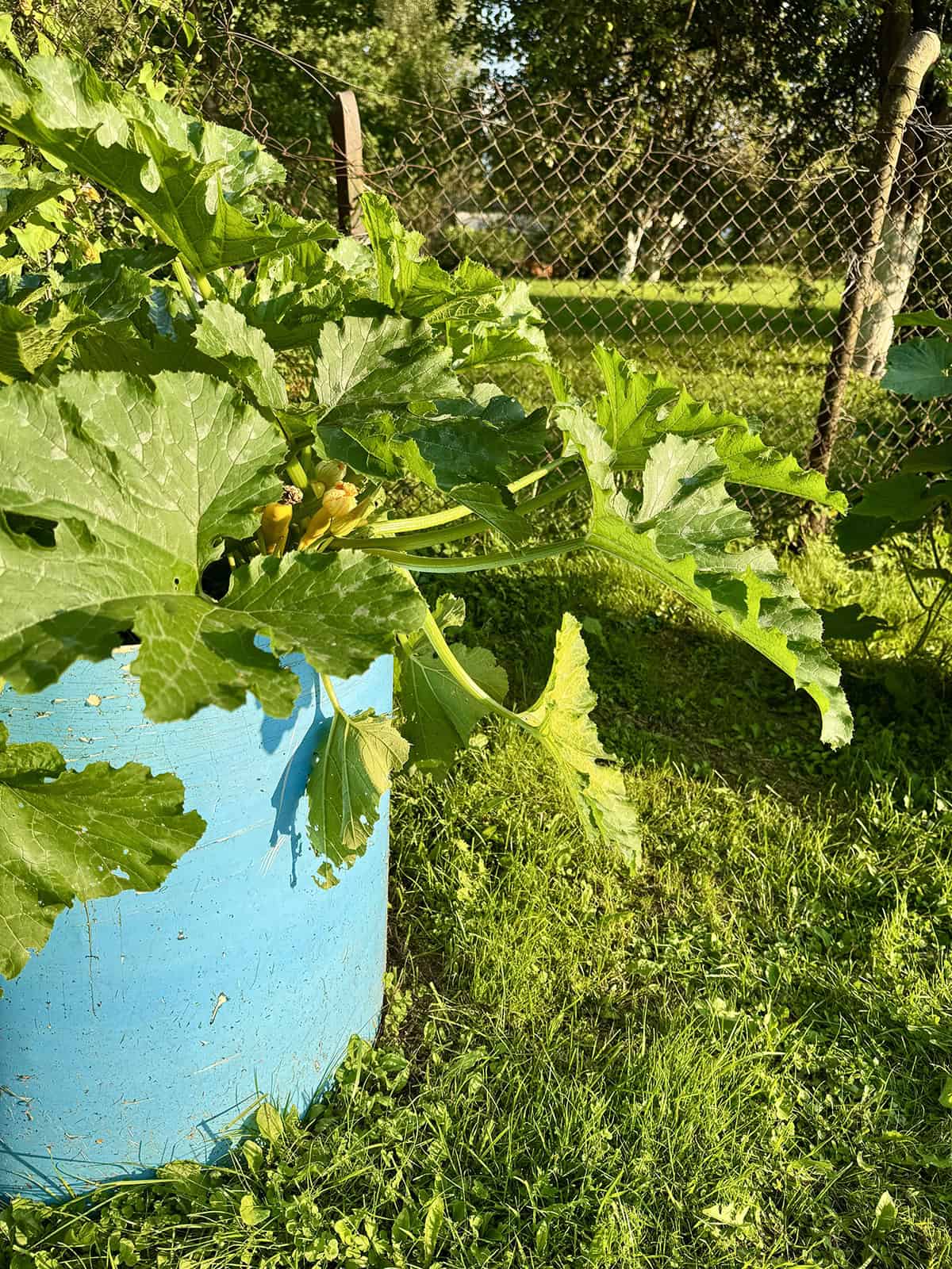 Zucchini (Compact Bush Types)