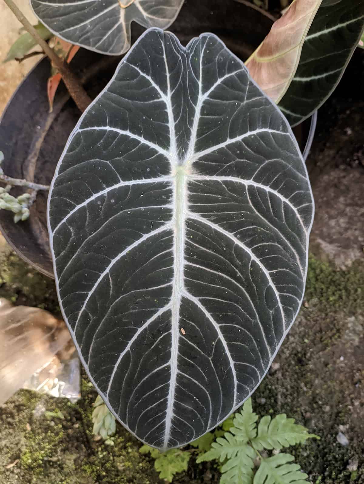 Alocasia reginula ‘Black Velvet’