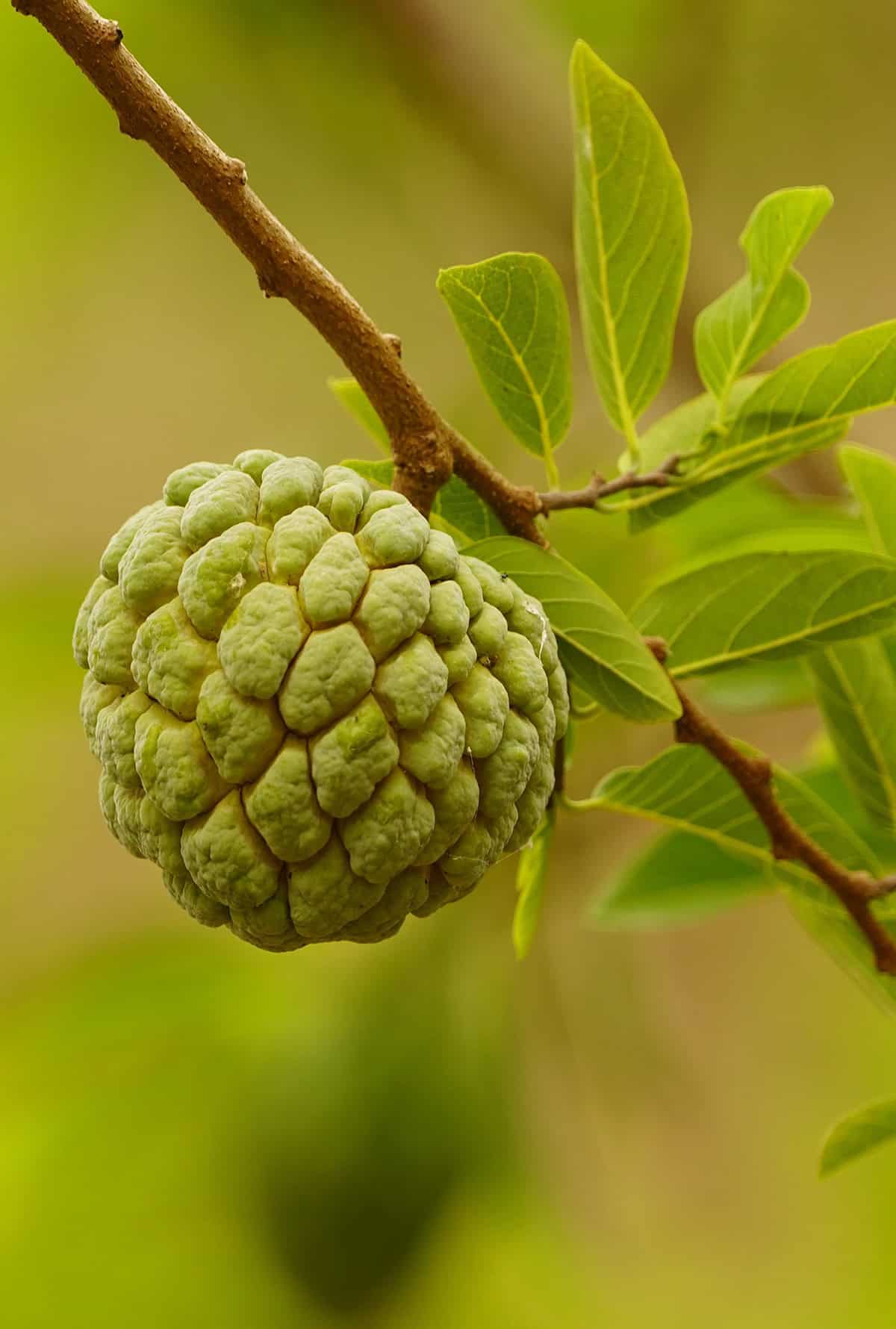 Annona squamosa