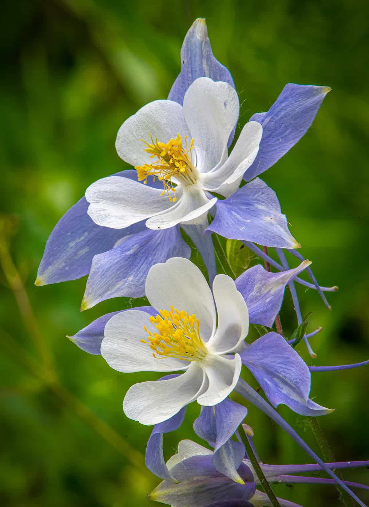 Aquilegia caerulea_1