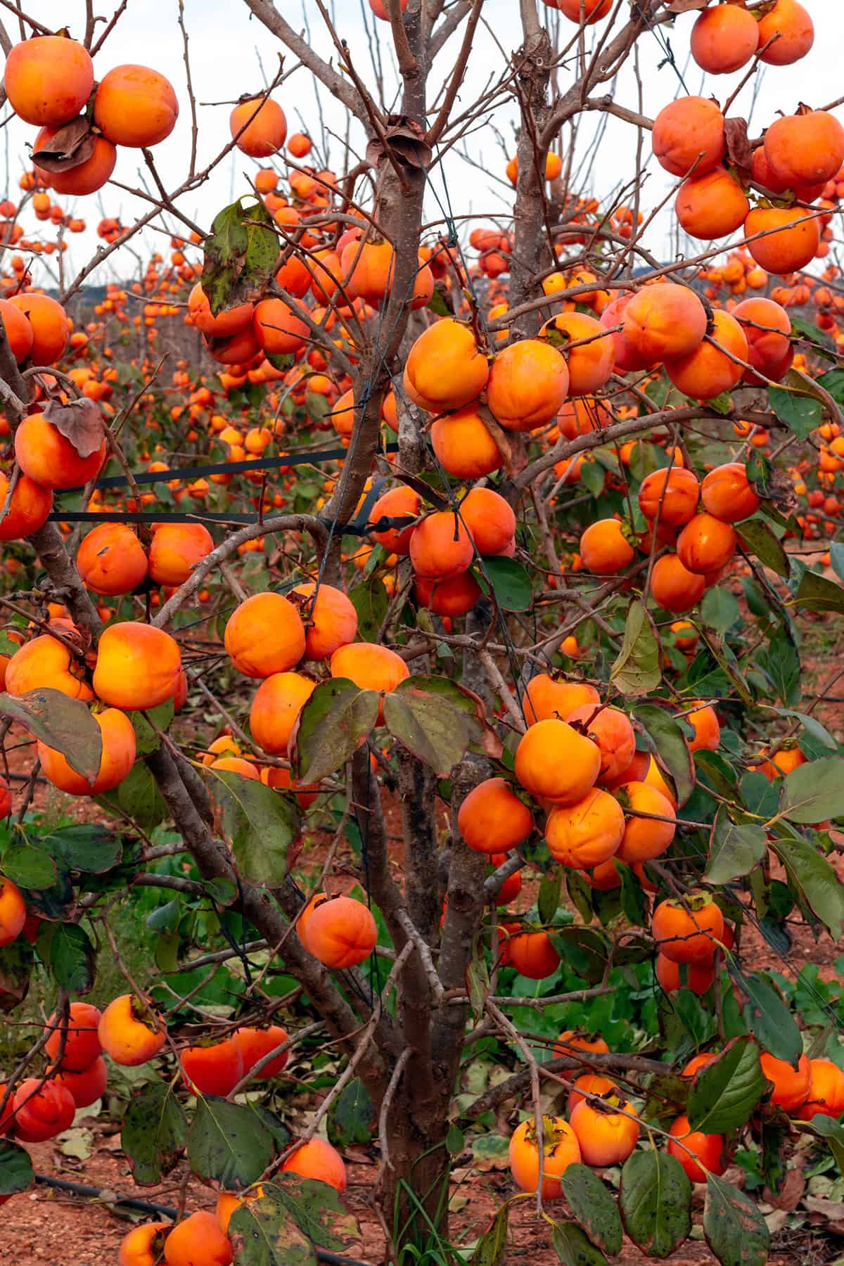 Asian persimmons (Diospyros kaki)