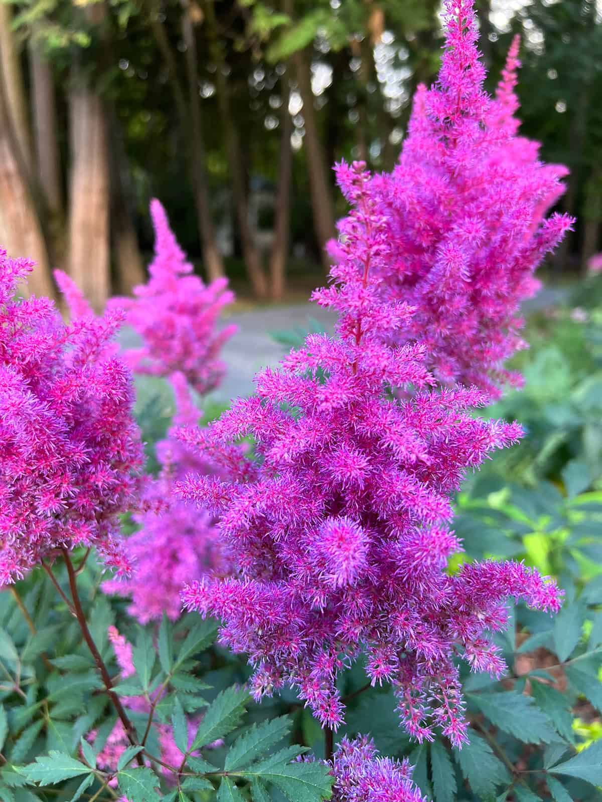 Astilbe chinensis