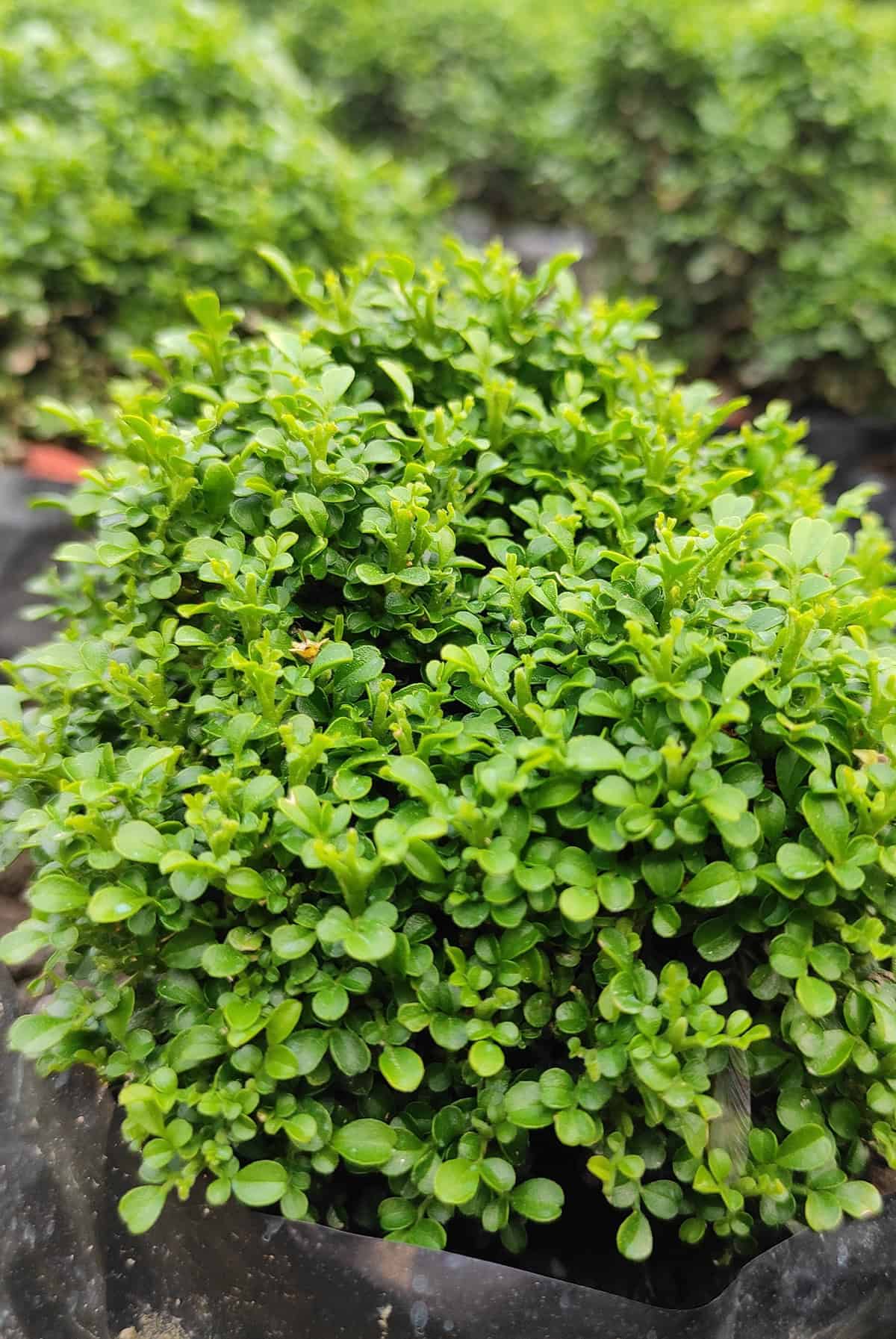 Buxus microphylla (Japanese boxwood)