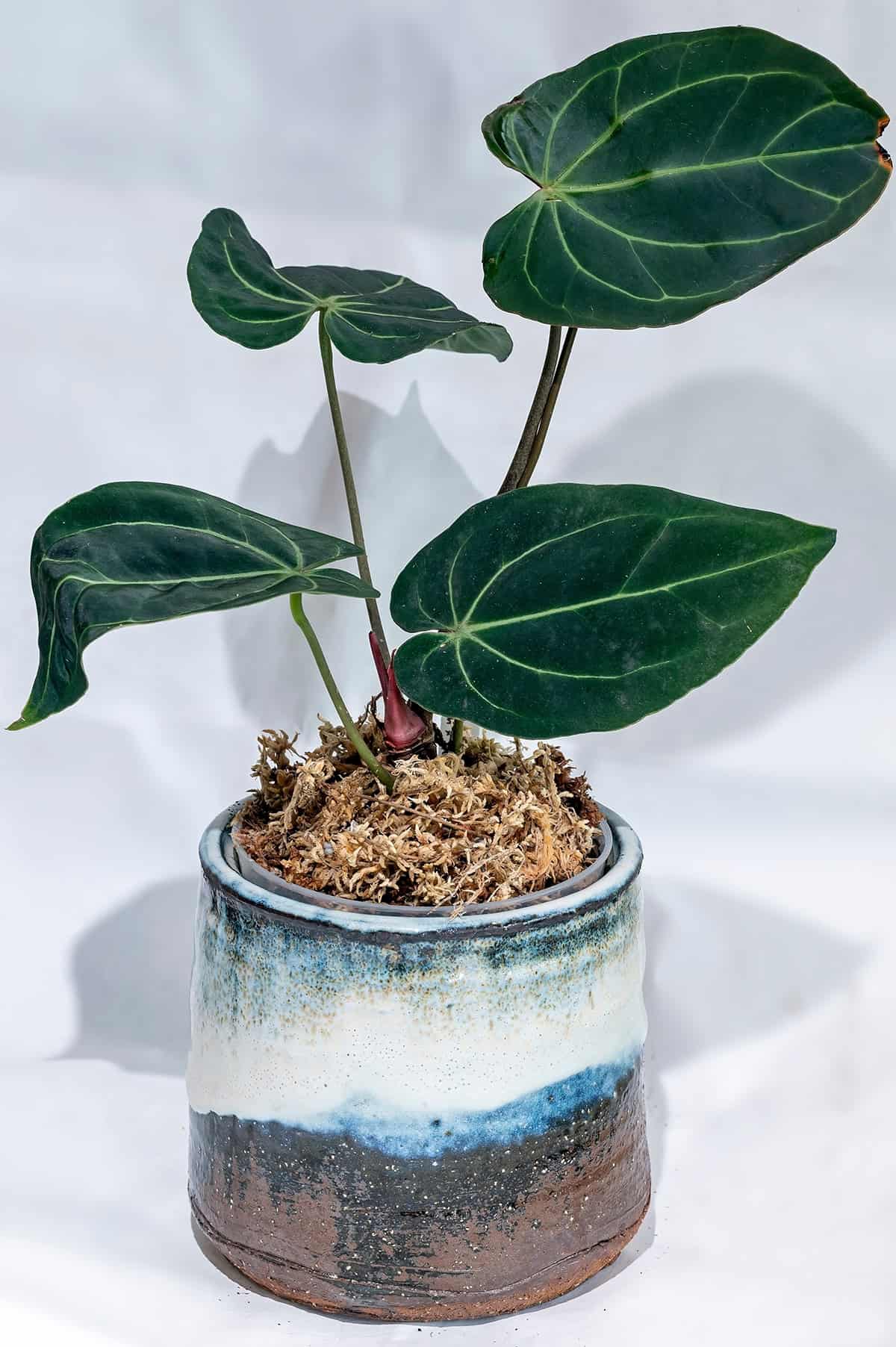 Crystal Anthurium