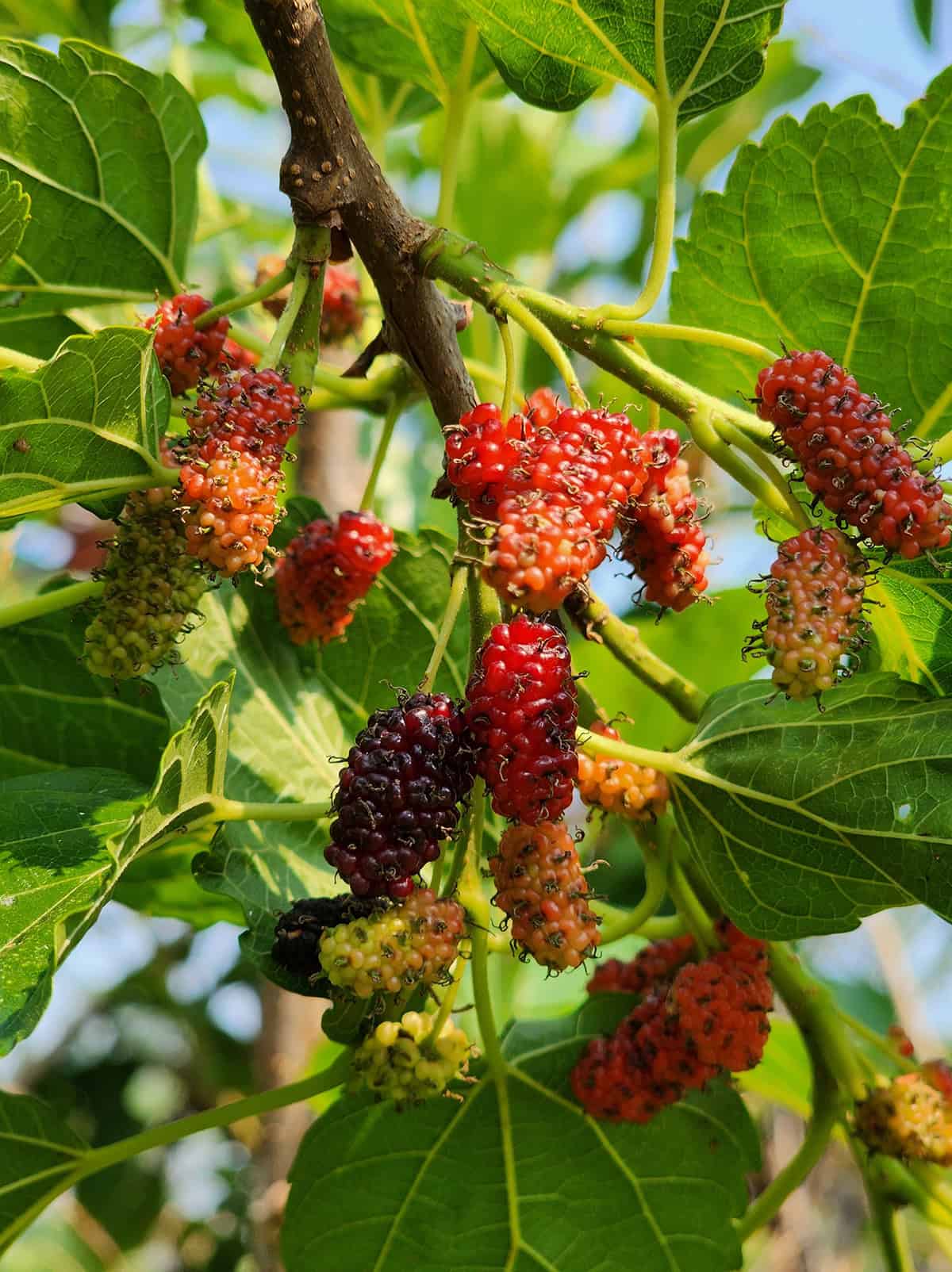 Essential Care Overview Mulberry Tree