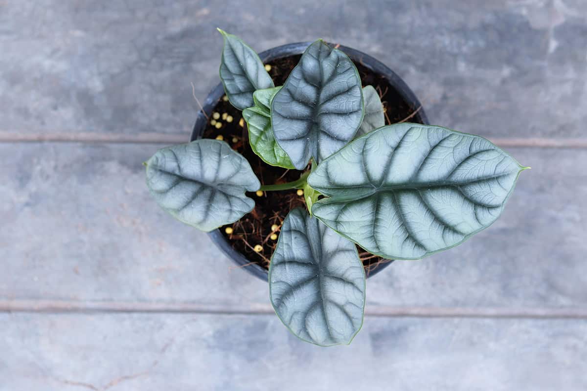 Fertilizer Alocasia Silver Dragon